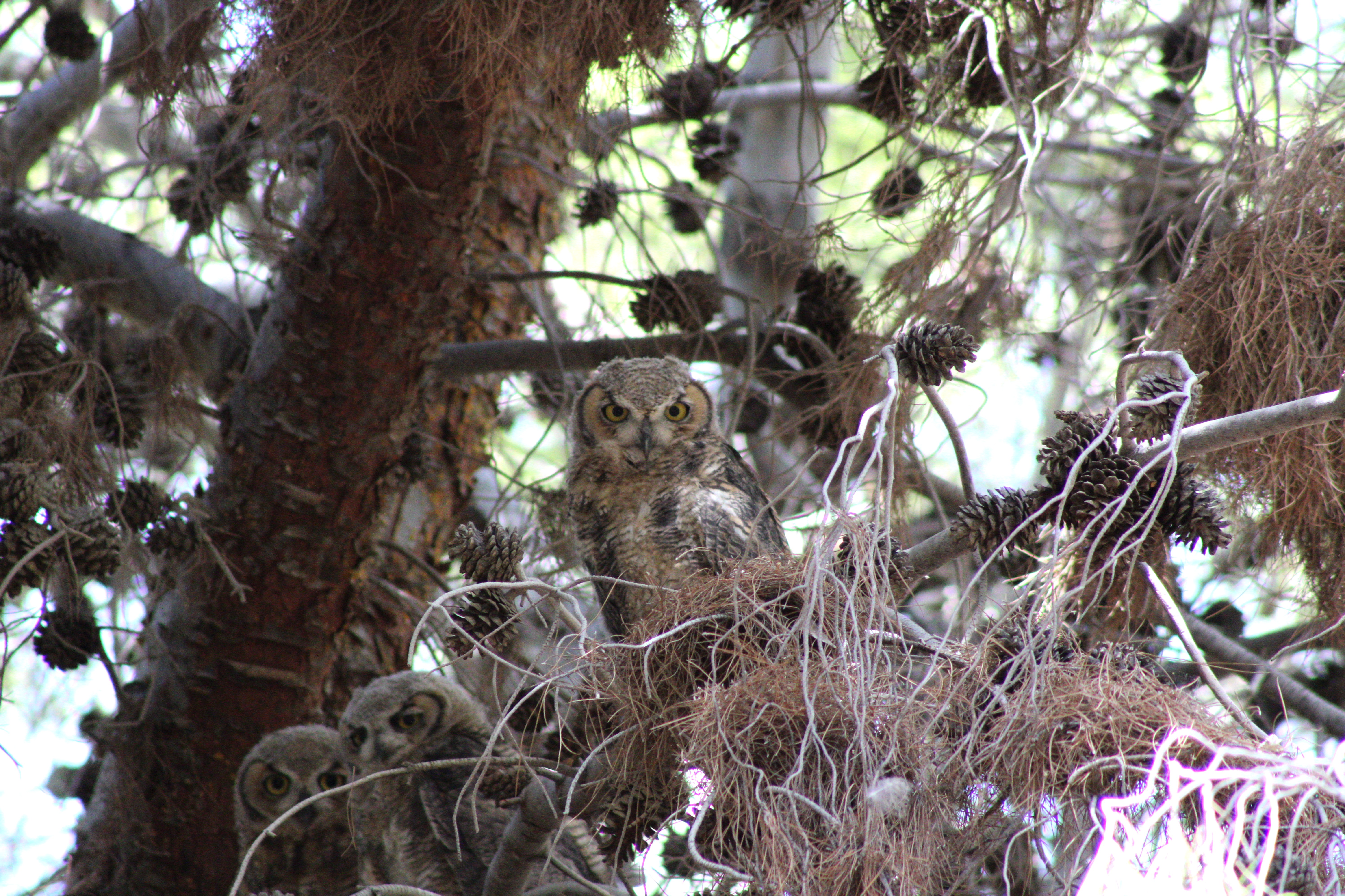 juvenile Great-horned Owls