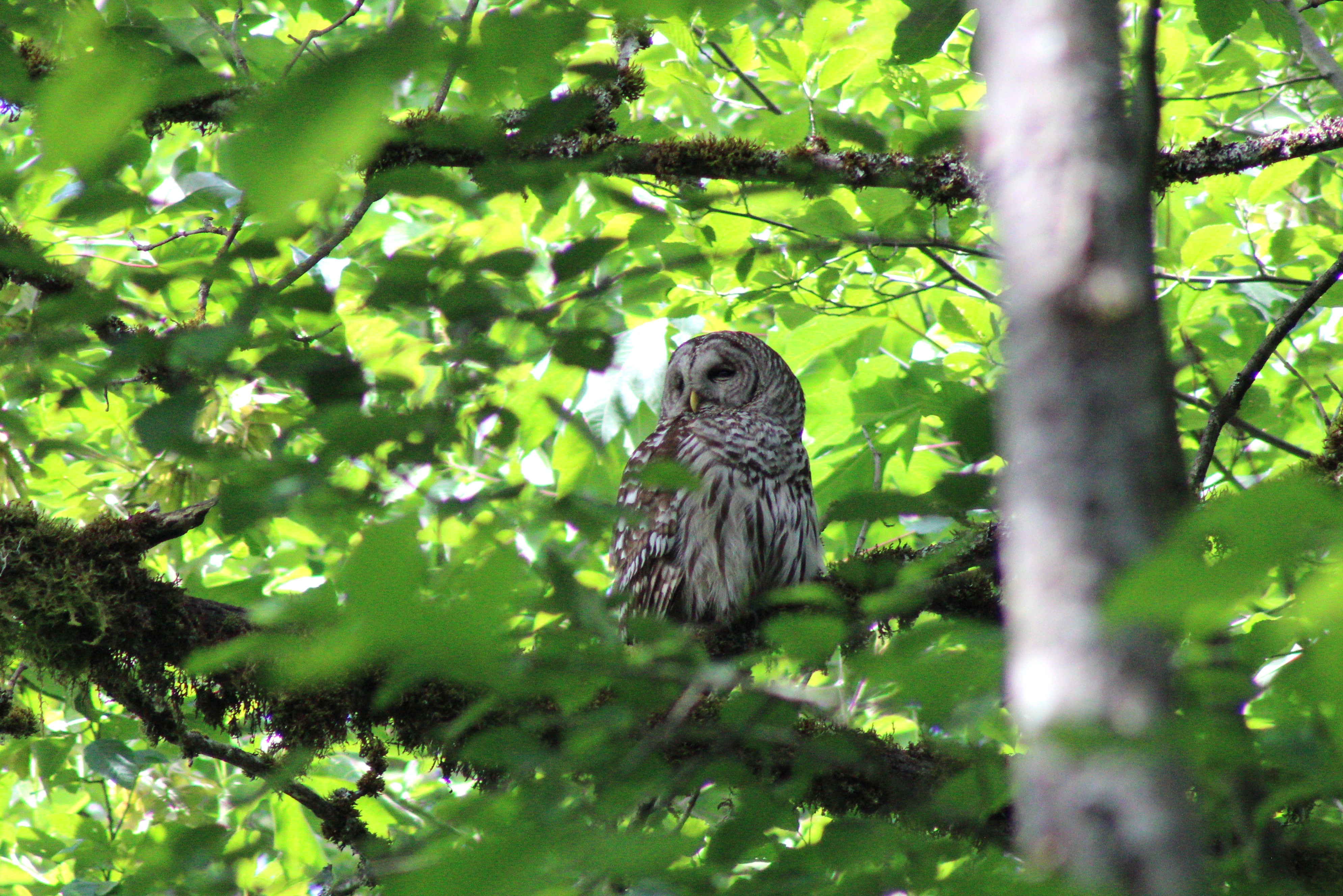 Barred Owl