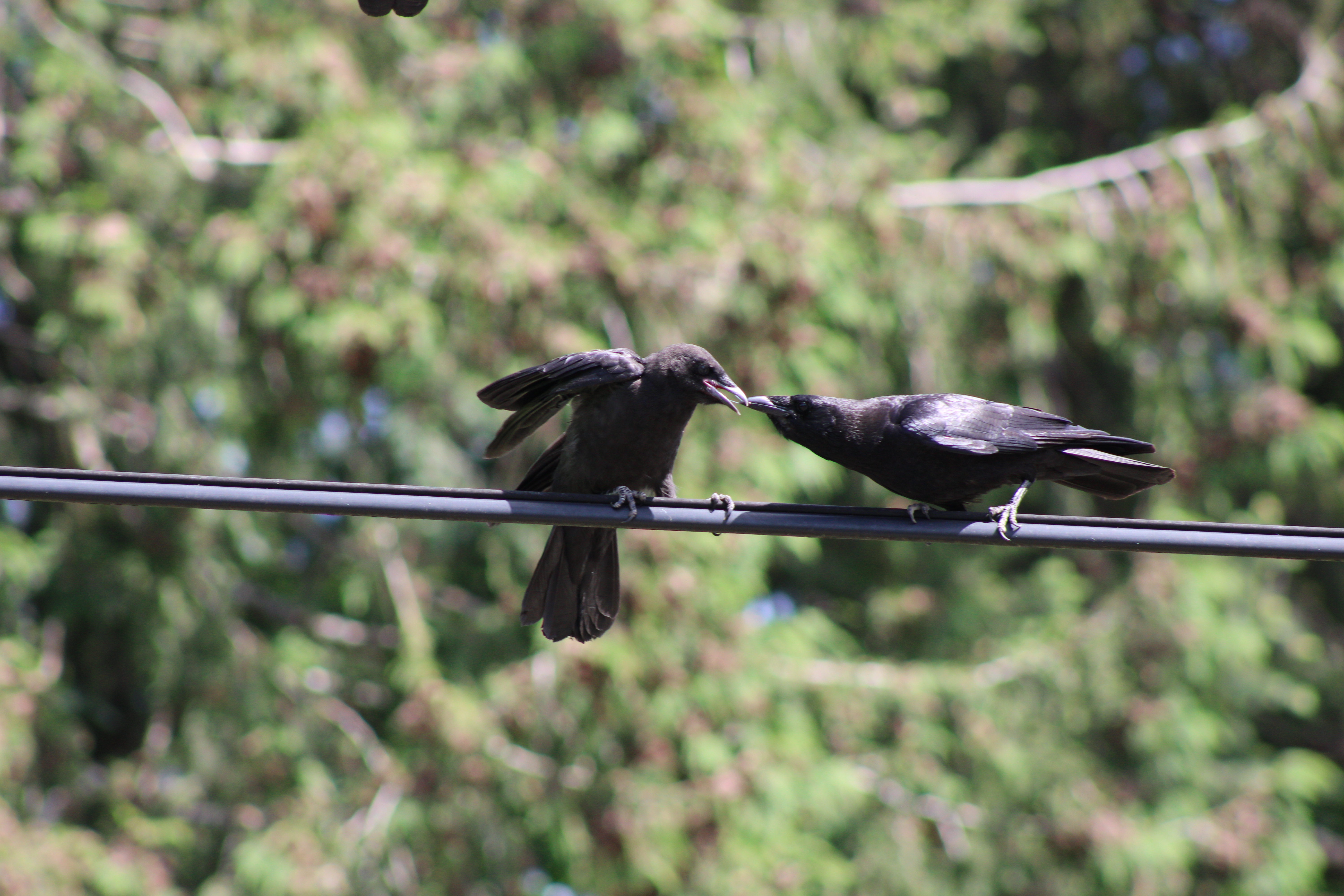 American Crow