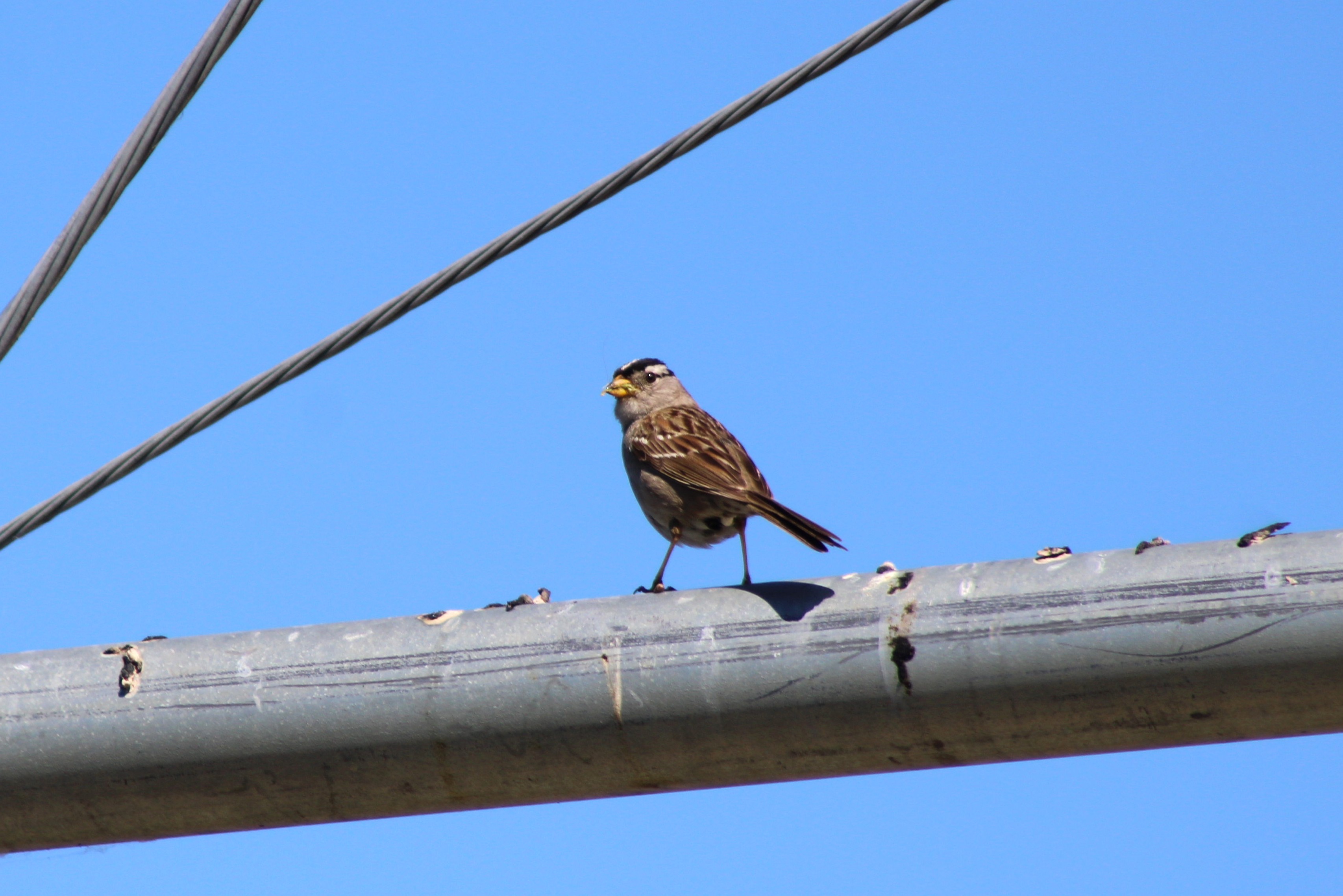 White-crowned Sparrow