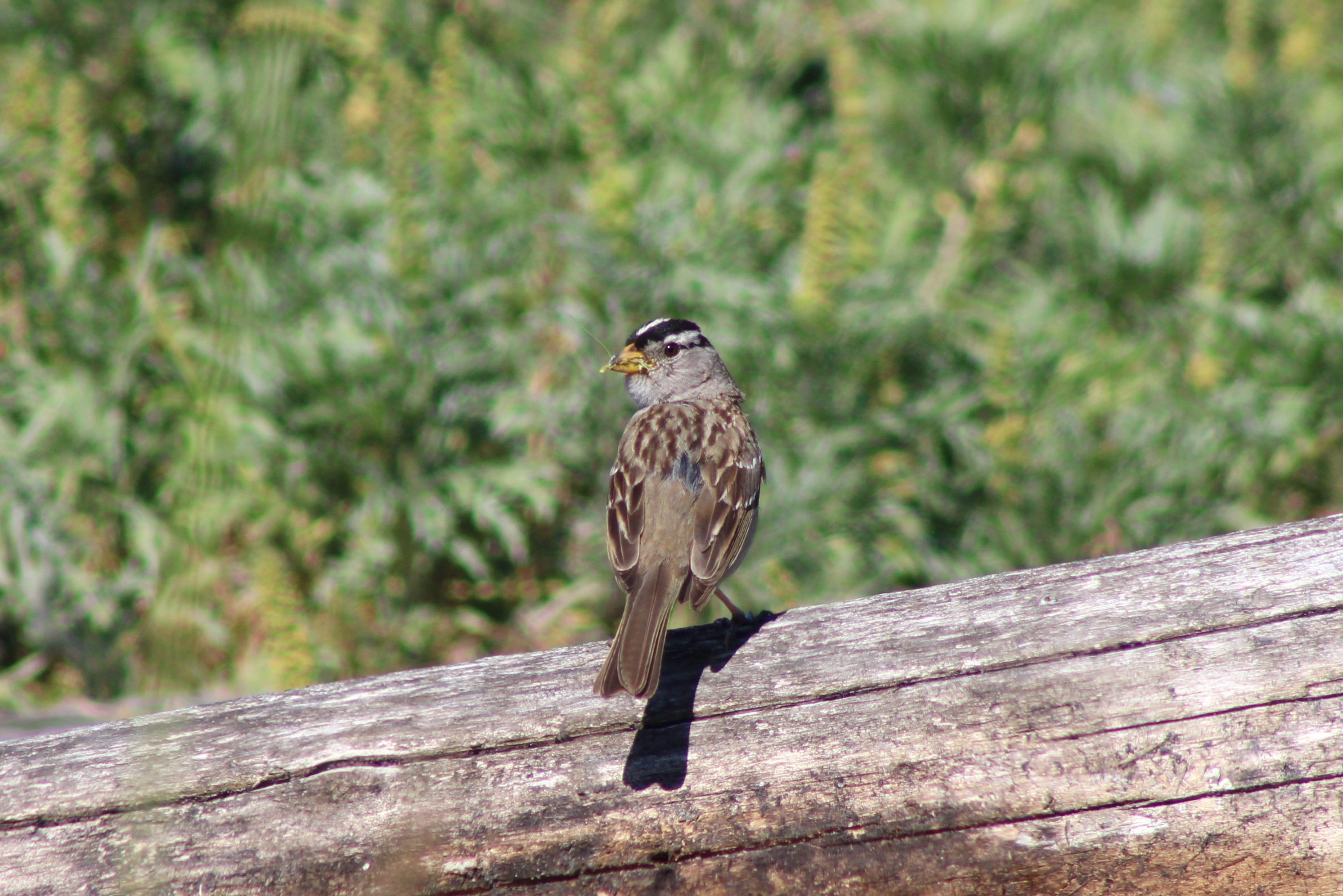 White-crowned Sparrow