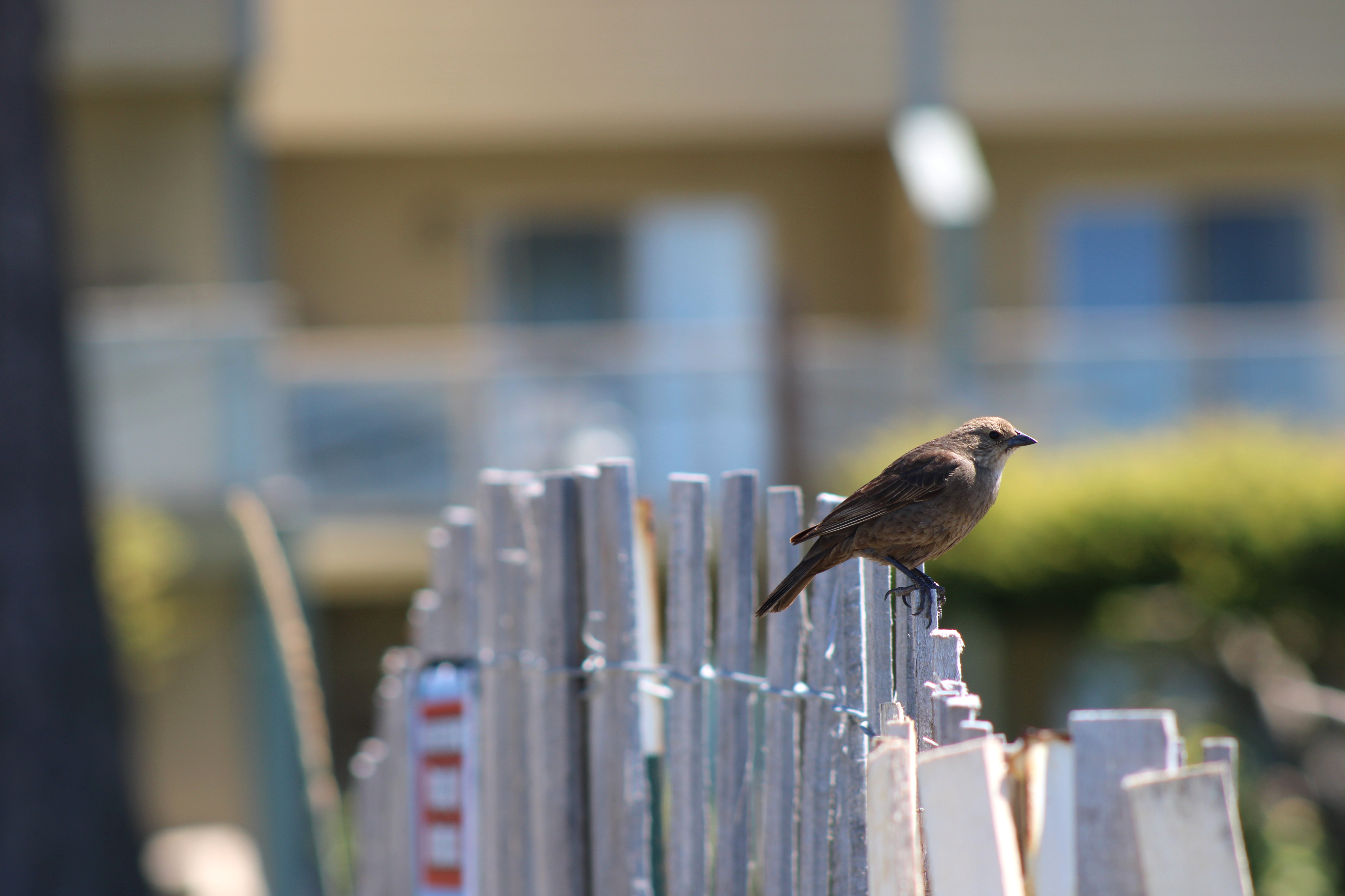 Brown-headed Cowbird