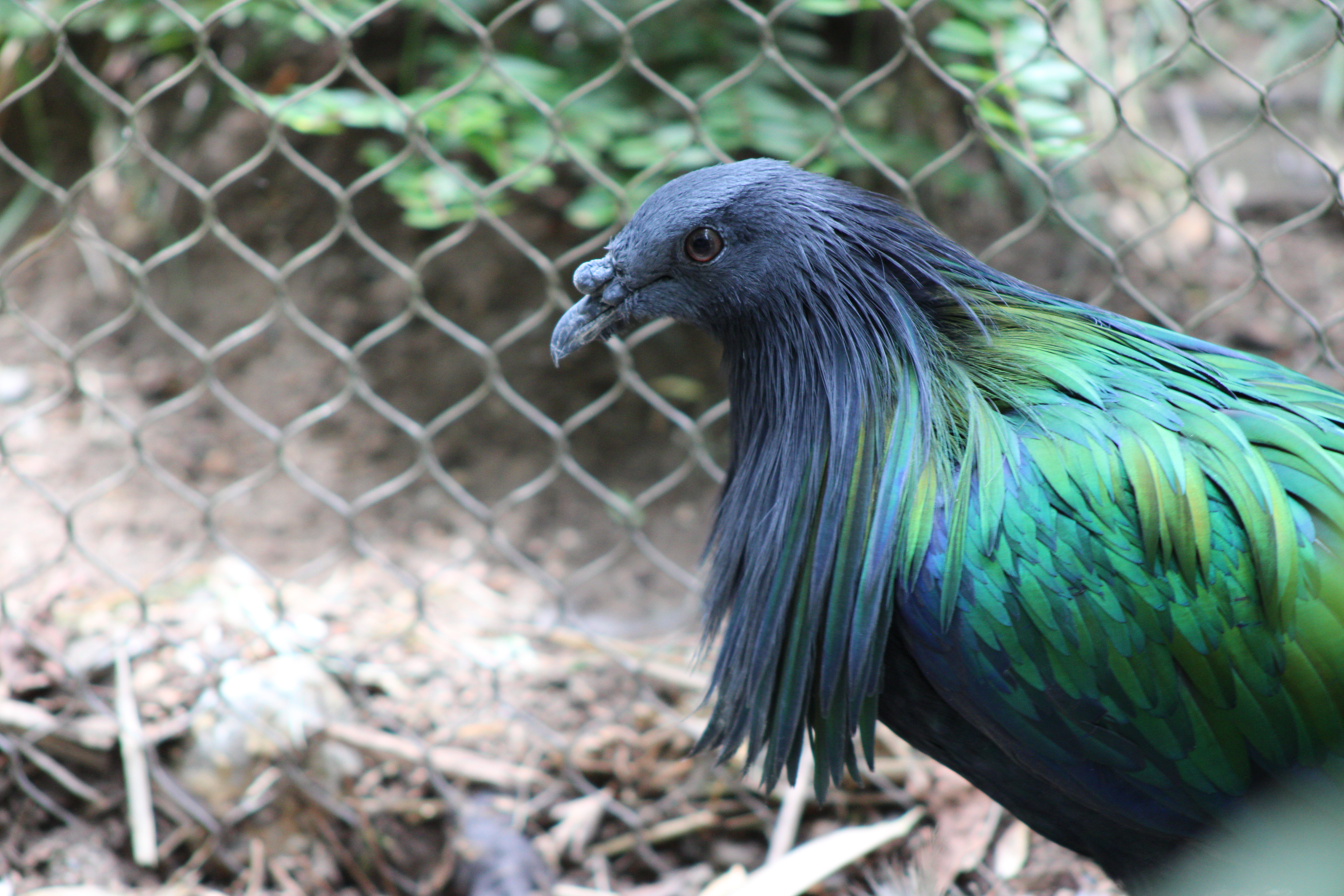 Nicobar Pigeon