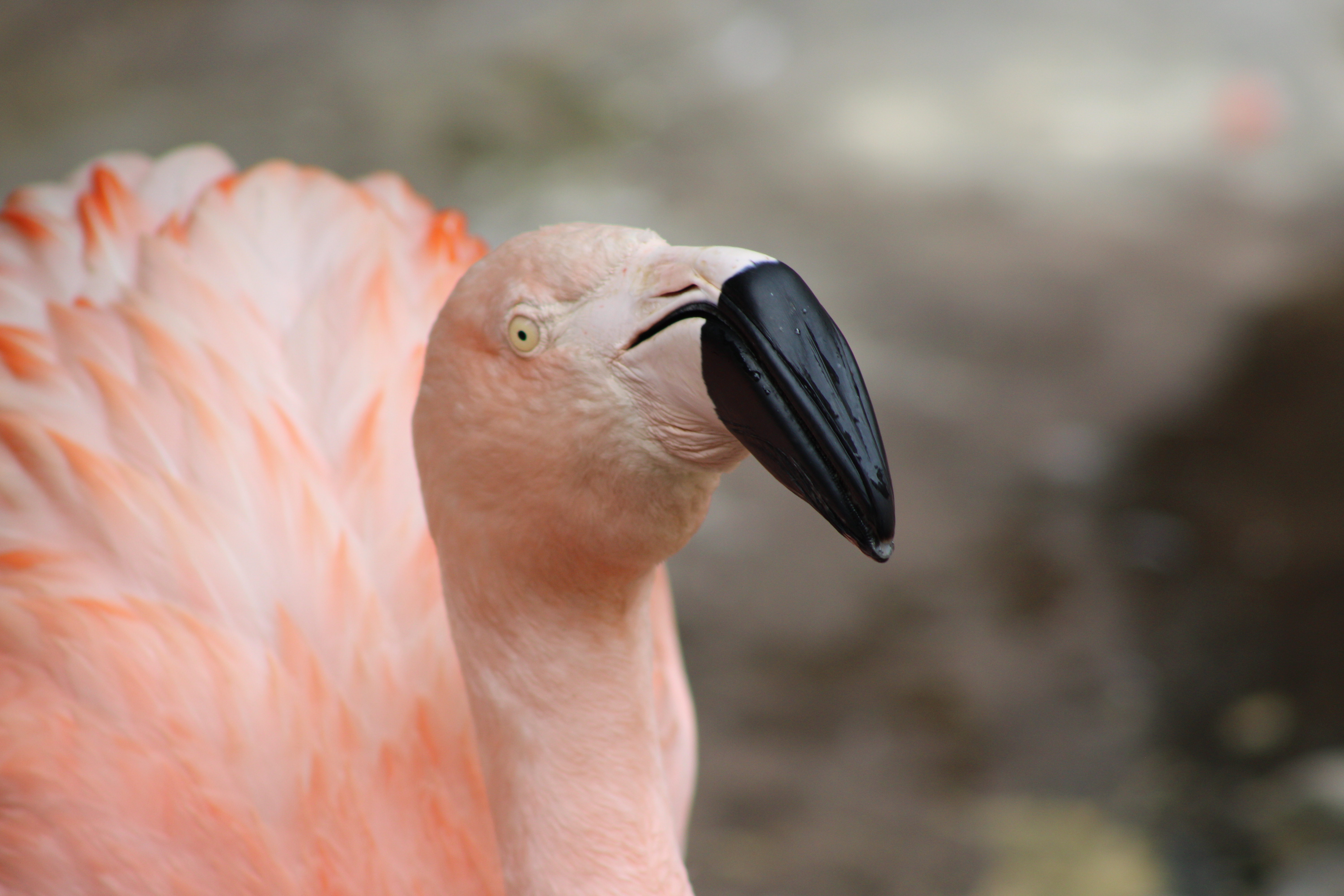 Chilean Flamingo