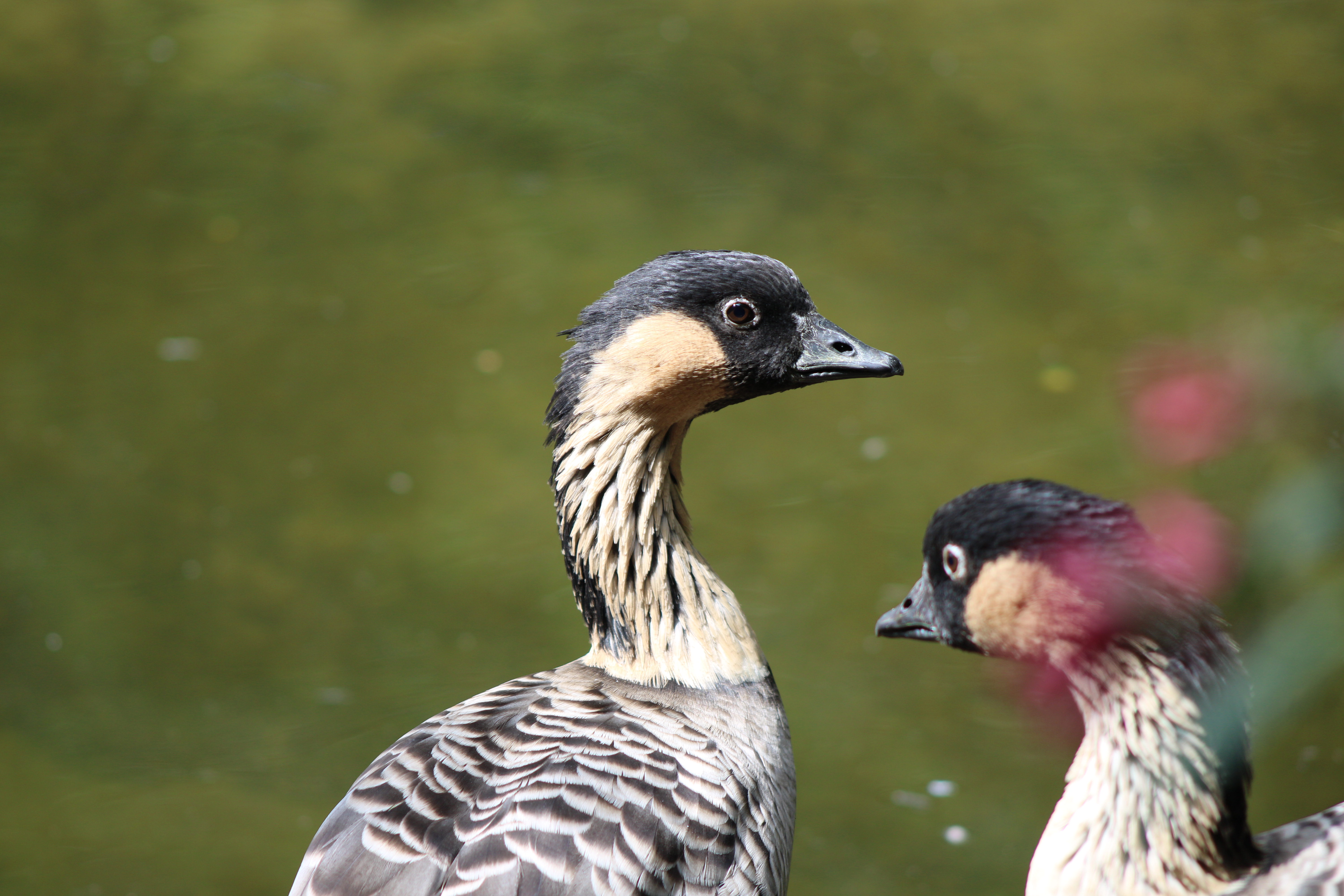 Hawaiian Goose