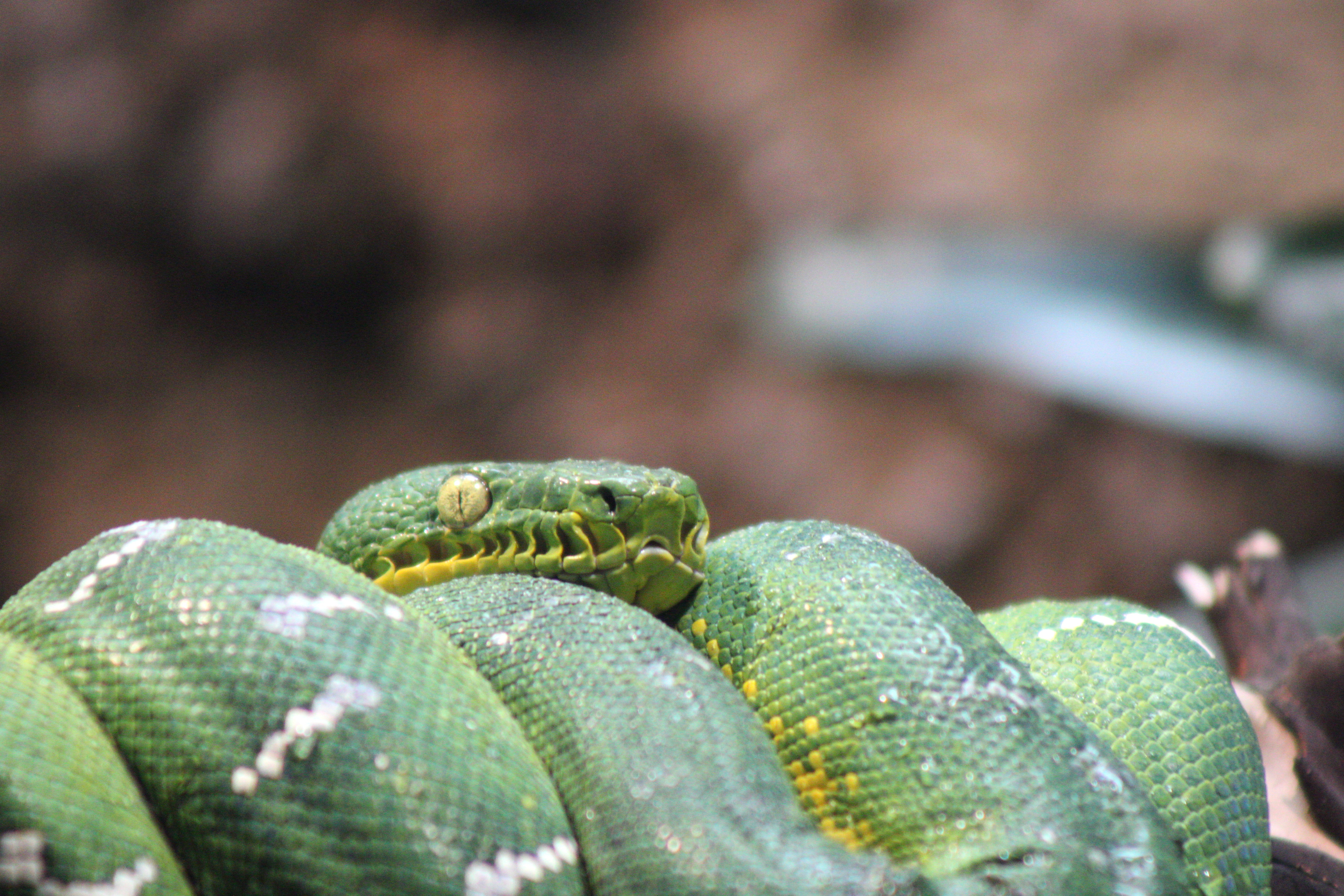 unidentified snake