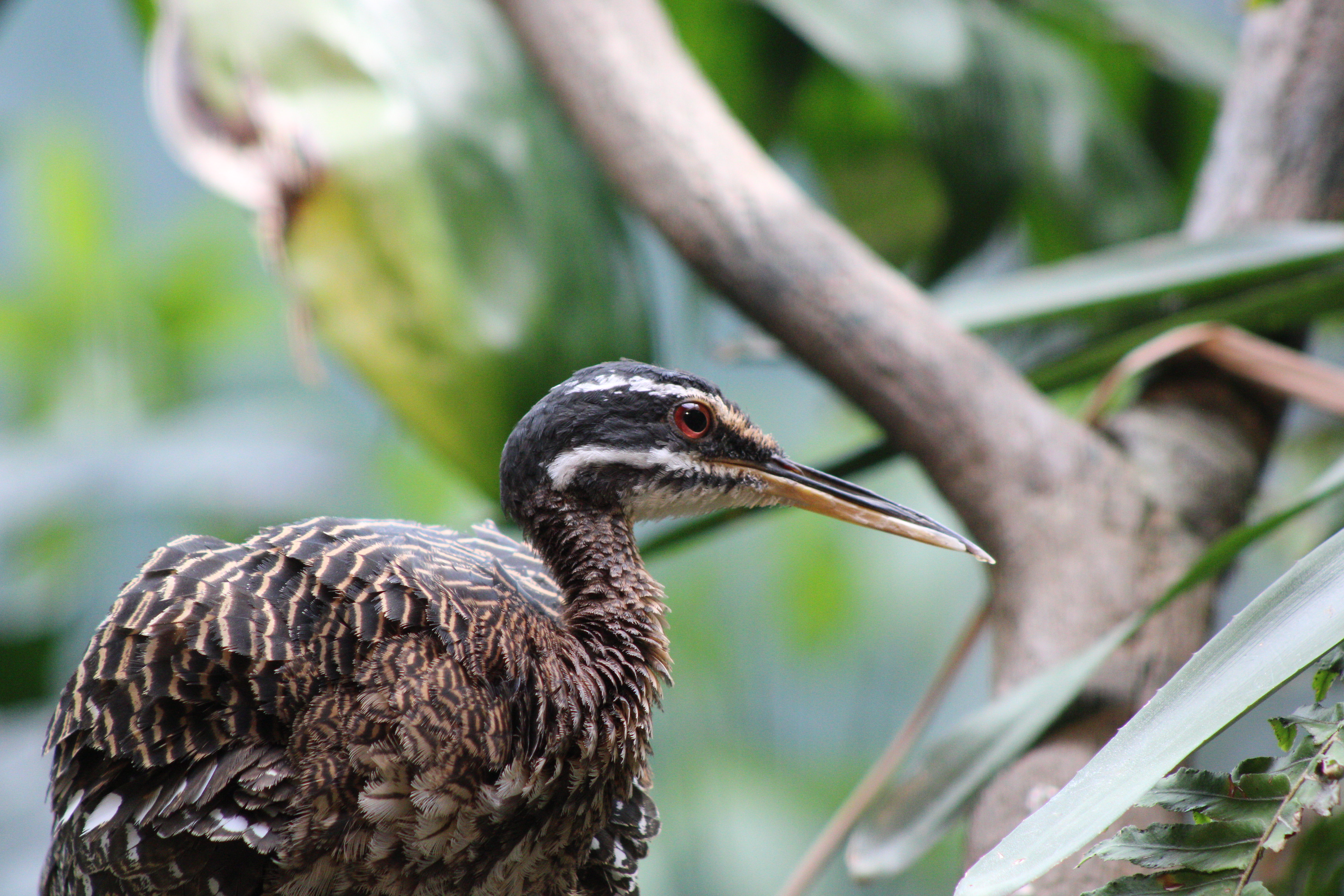 Sunbittern