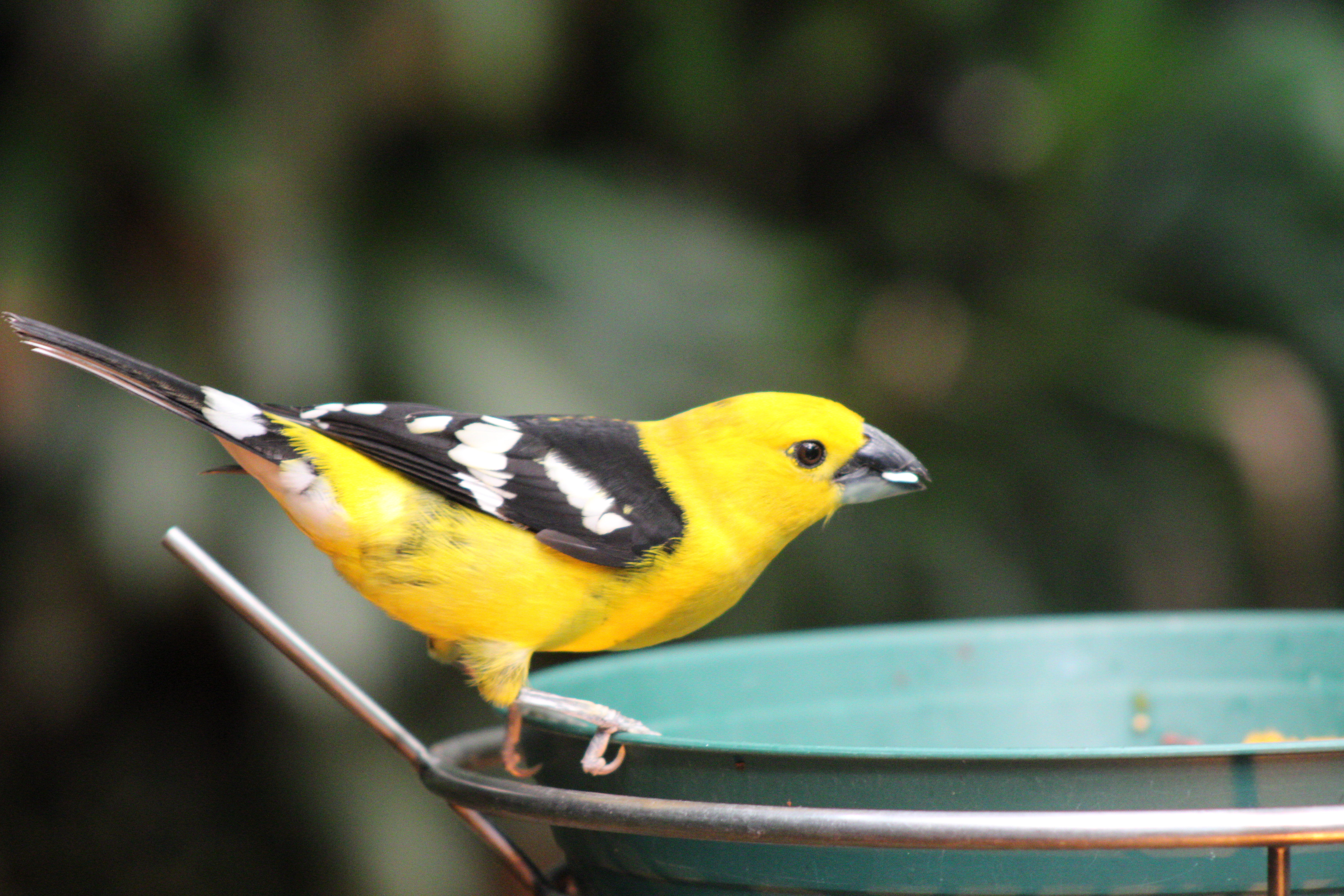 unidentified bird