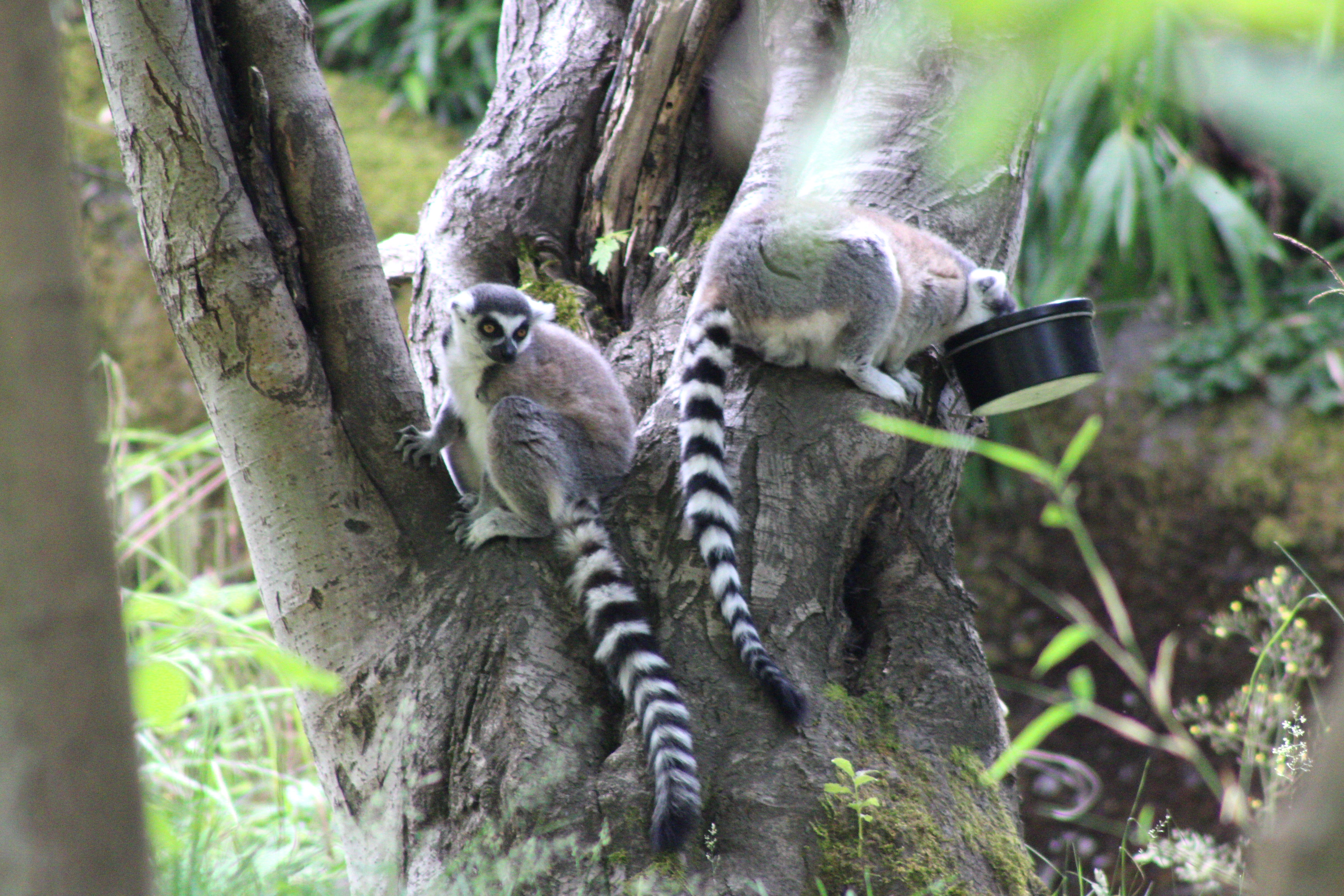 Ring Tailed Lemur