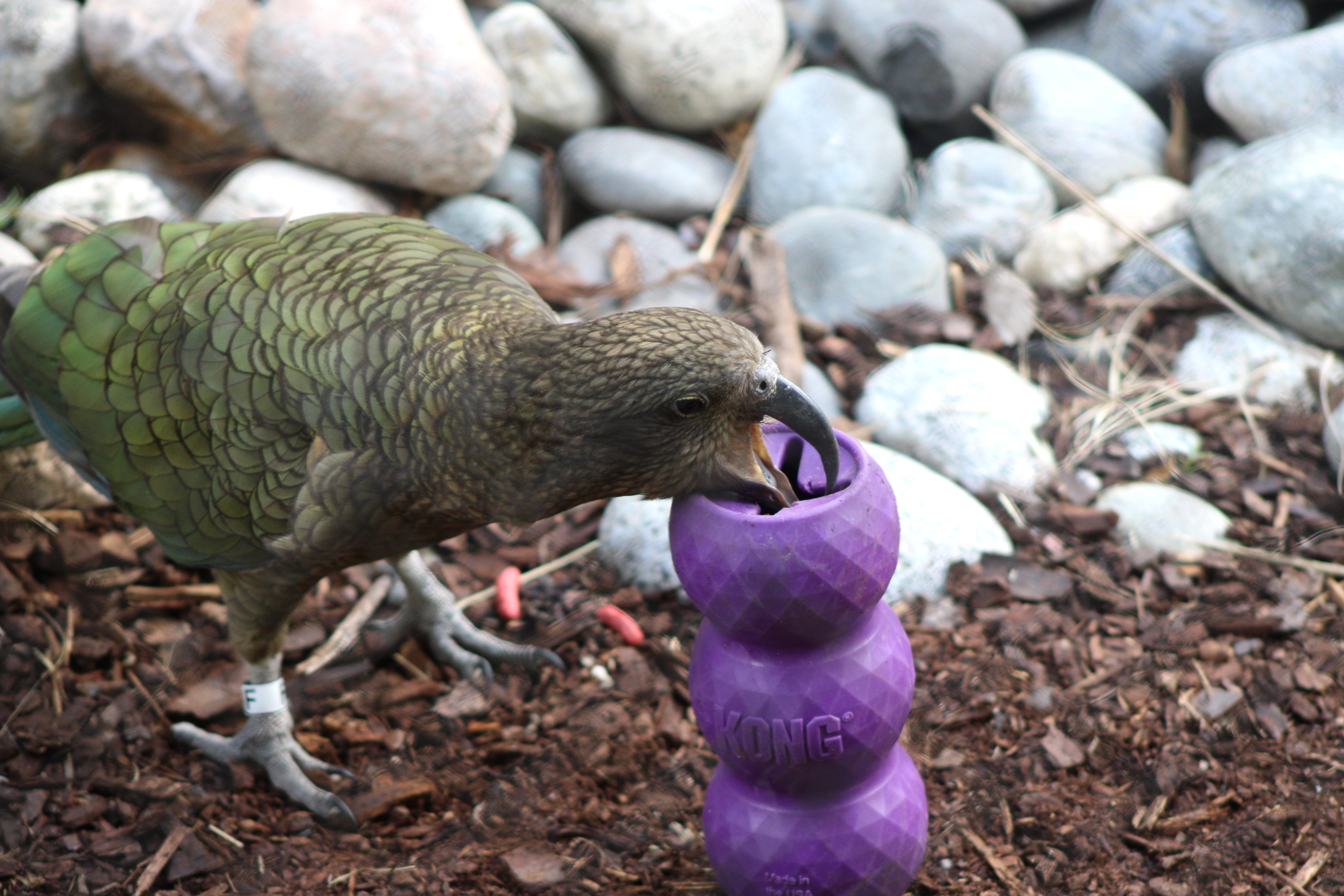 Kea