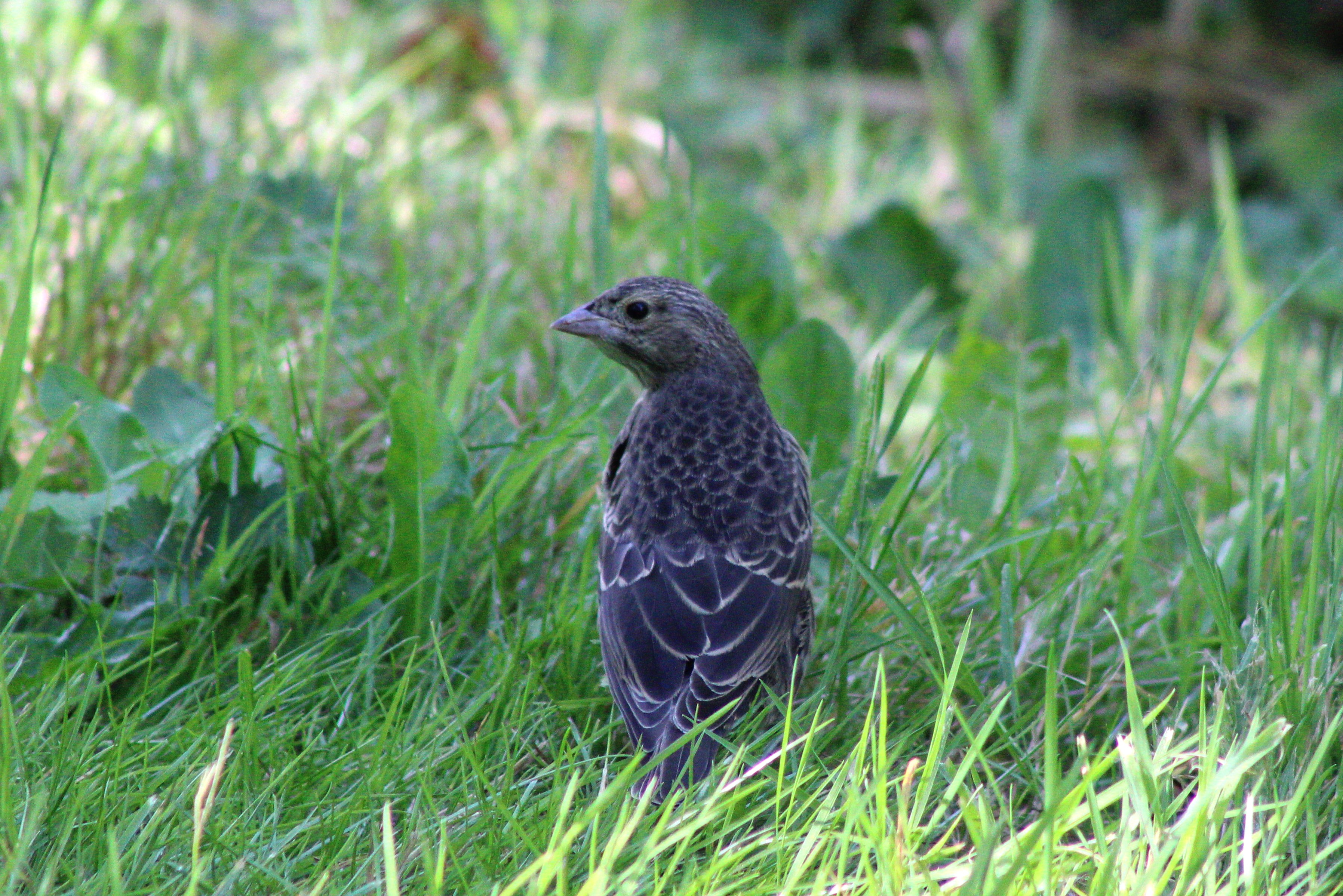 Brown-headed Cowbird
