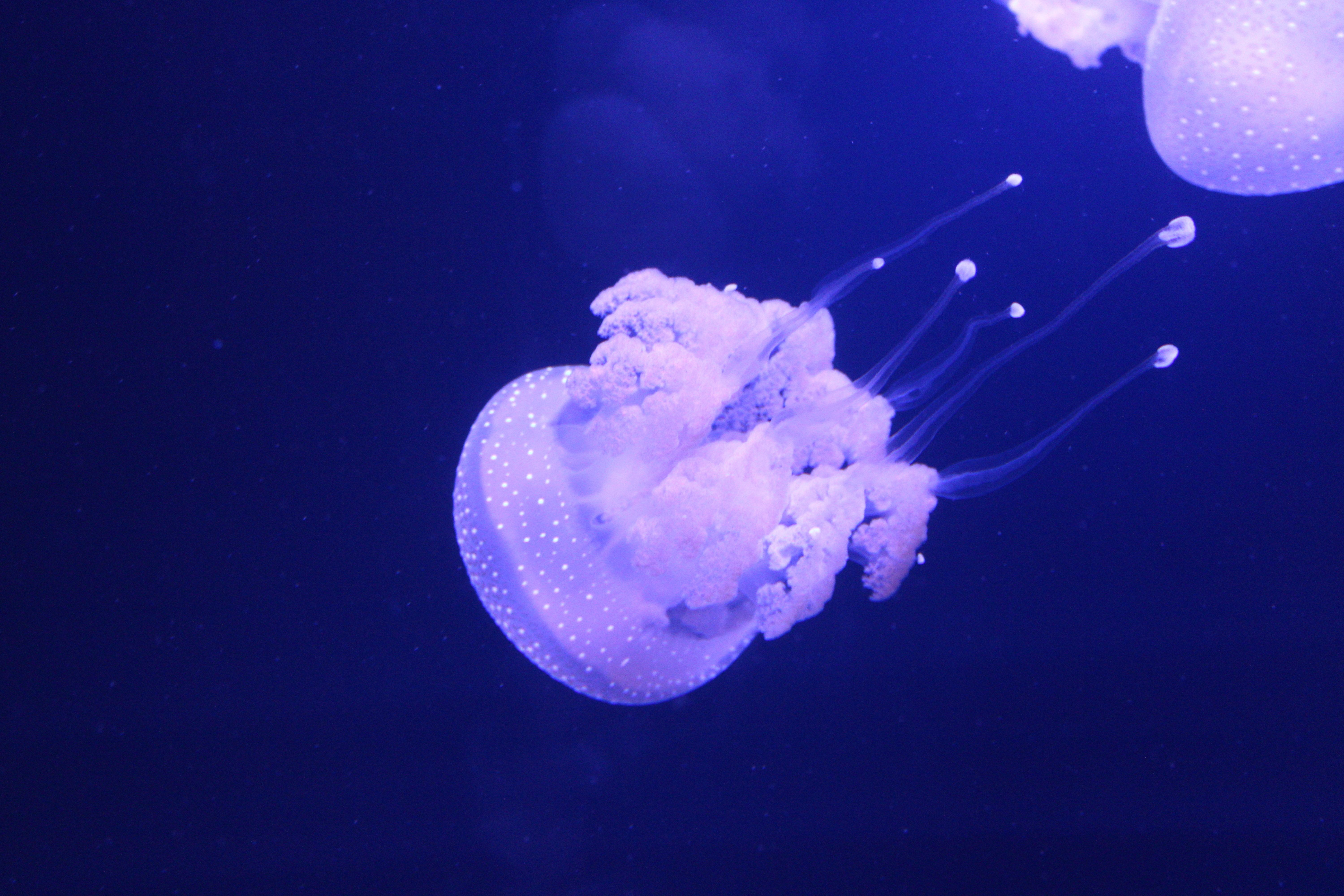 unidentified jellyfish