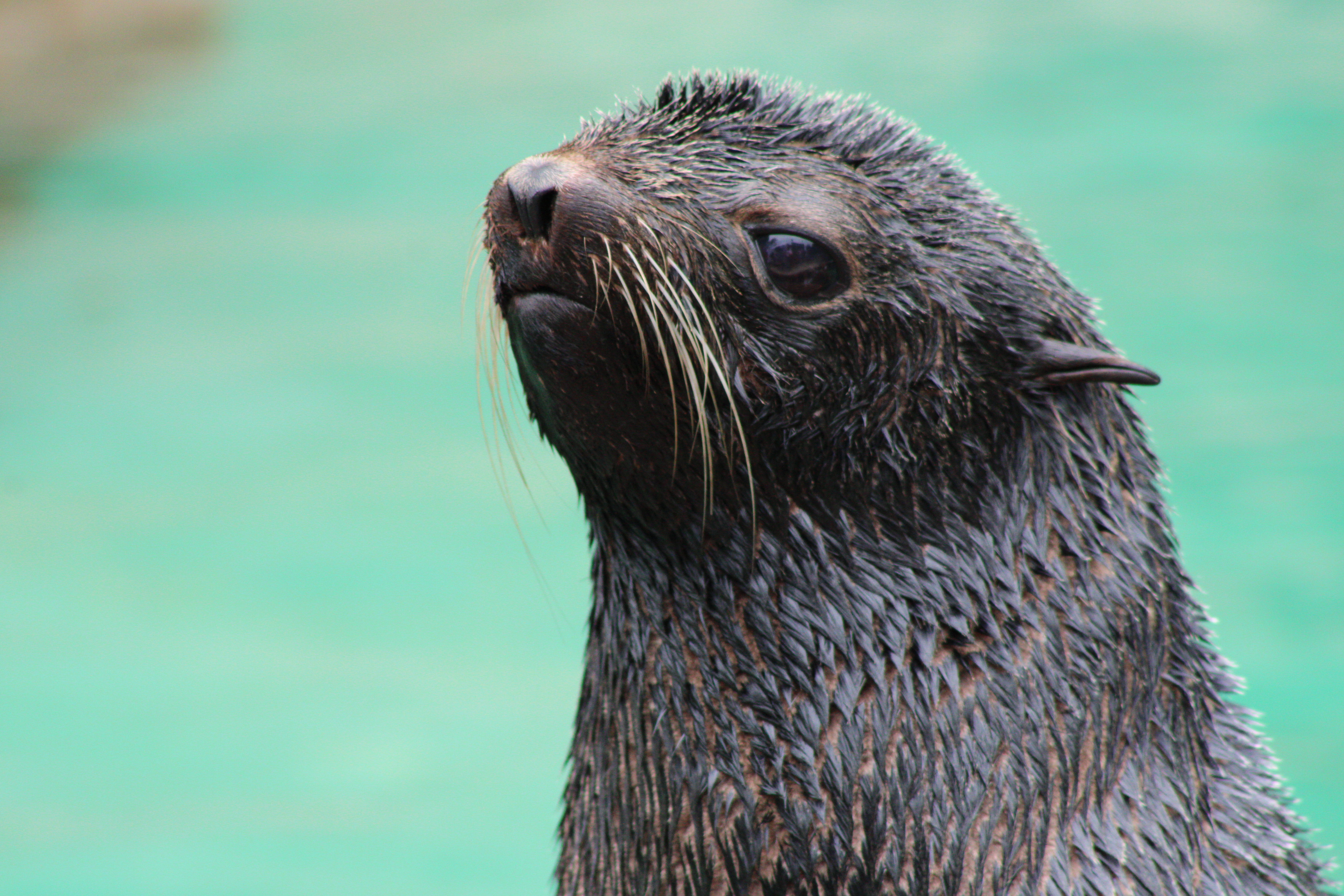 Northern Fur Seal