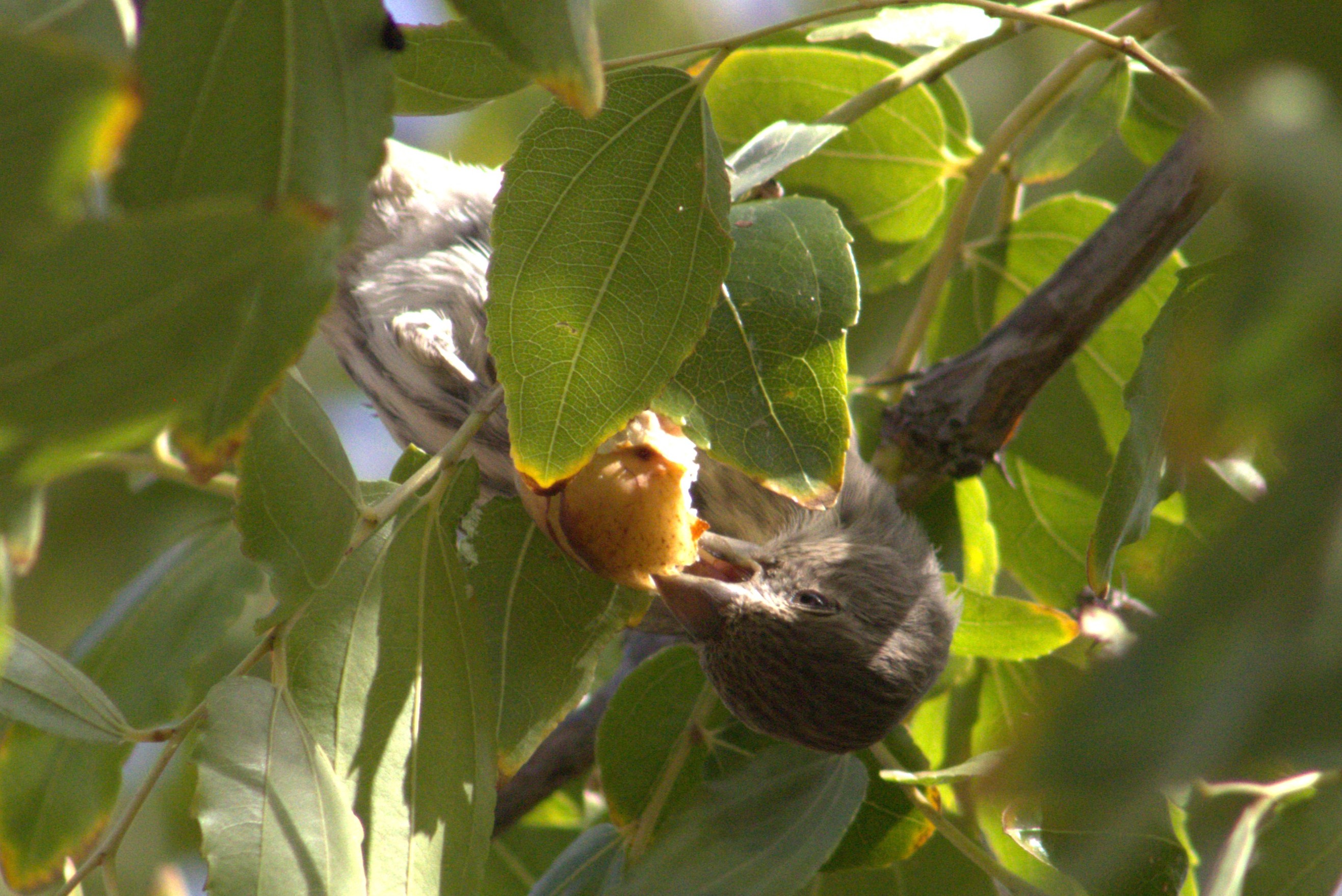 House Finch