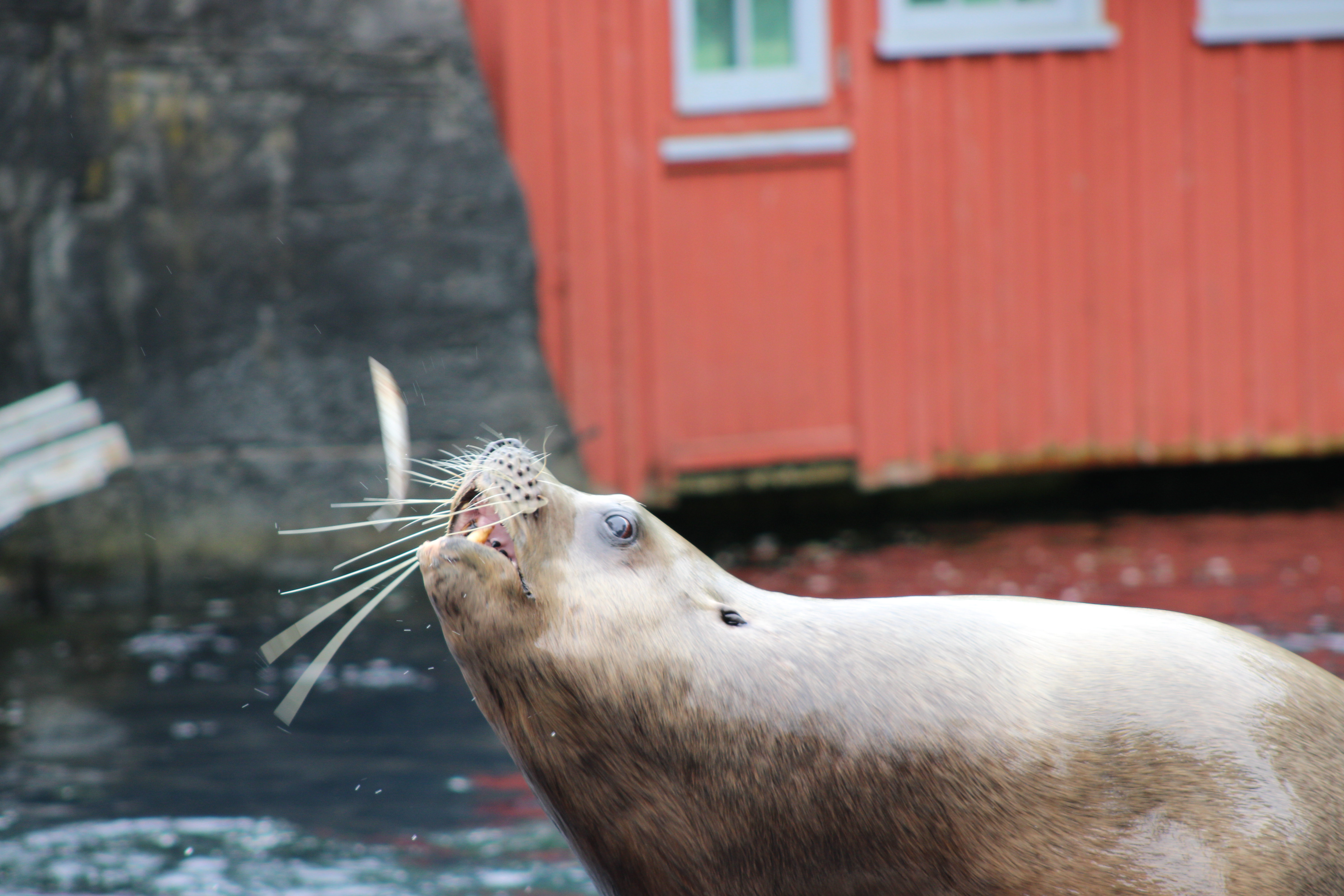 Stellar Sea Lion