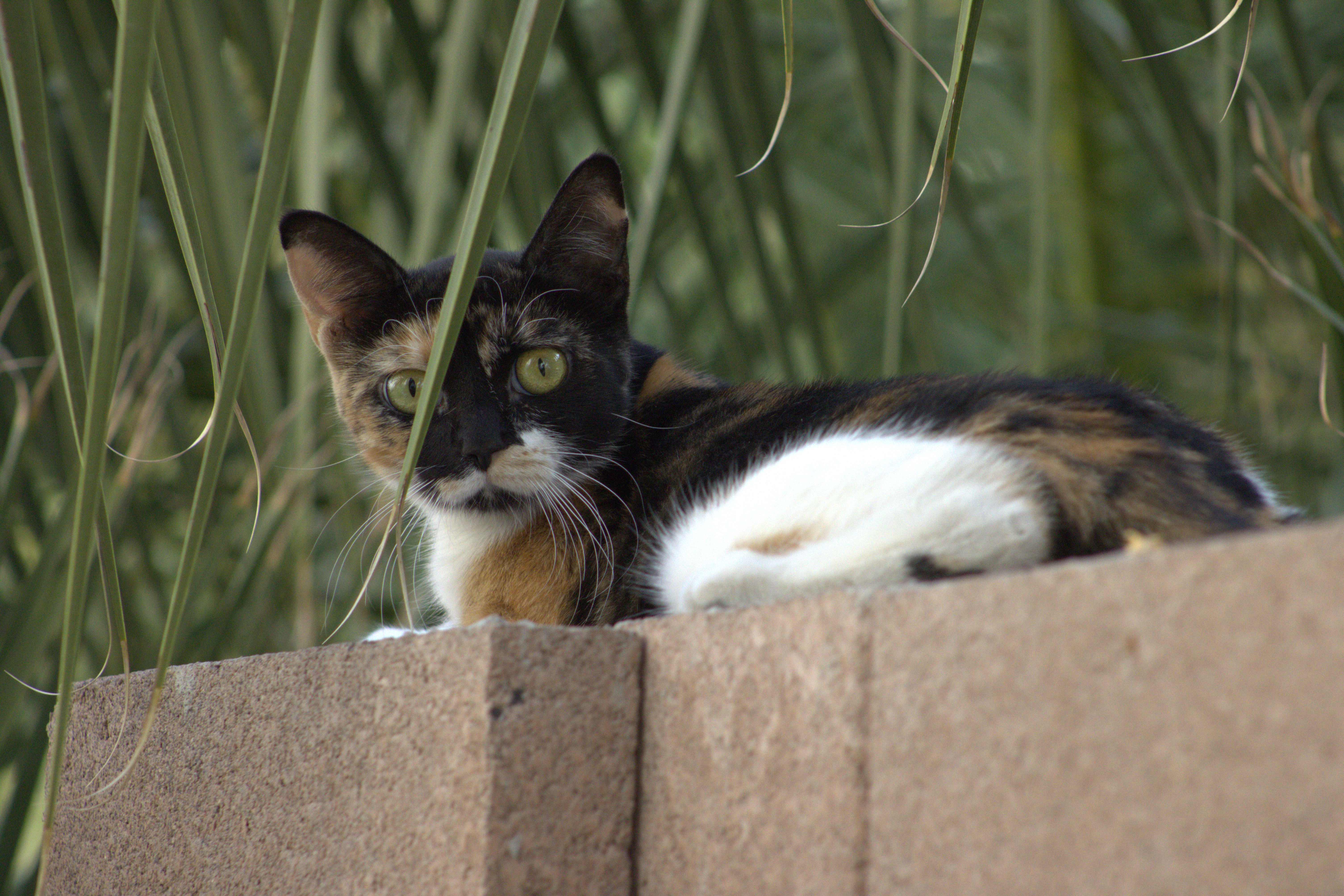 adorable neighborhood cat