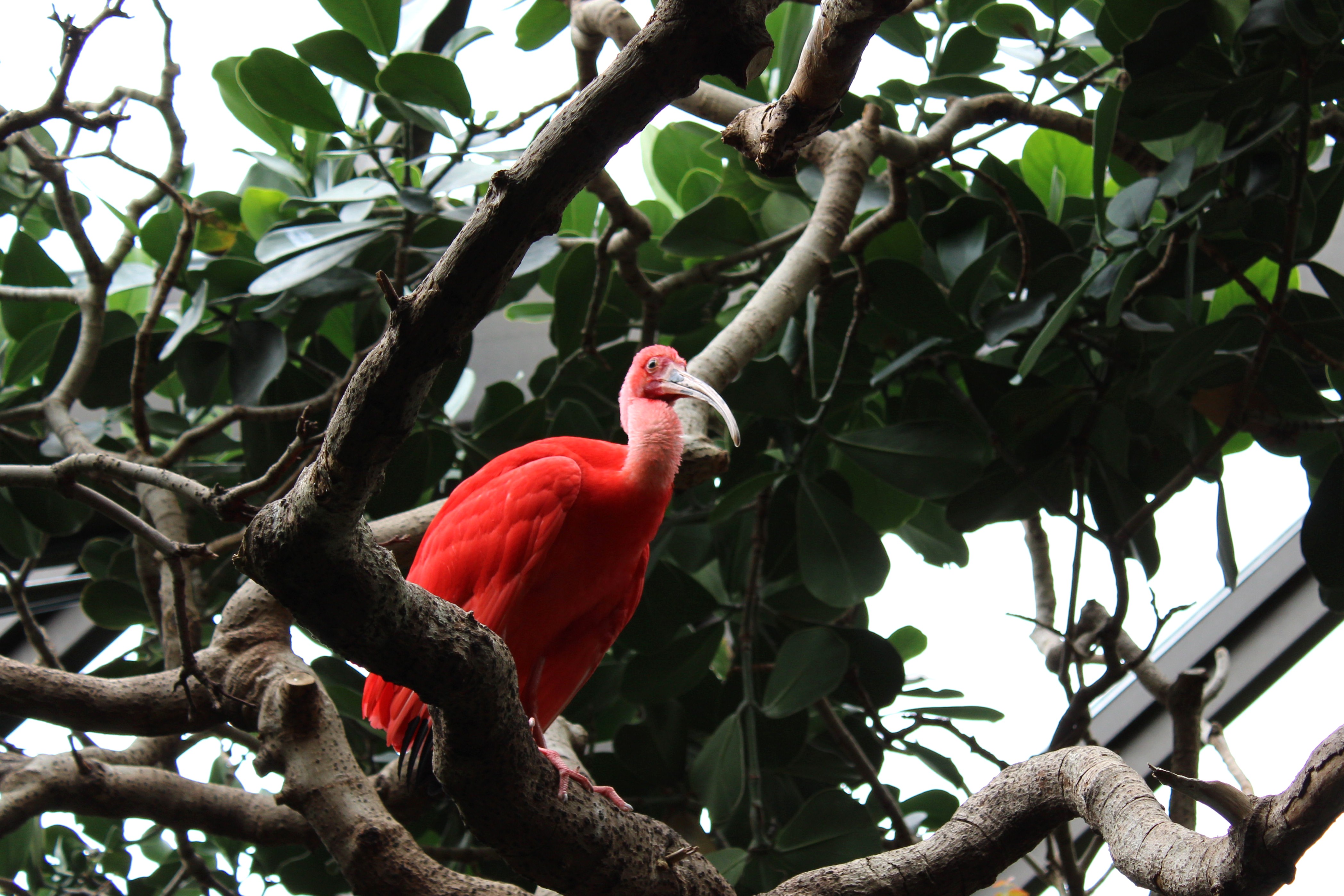 Scarlet Ibis