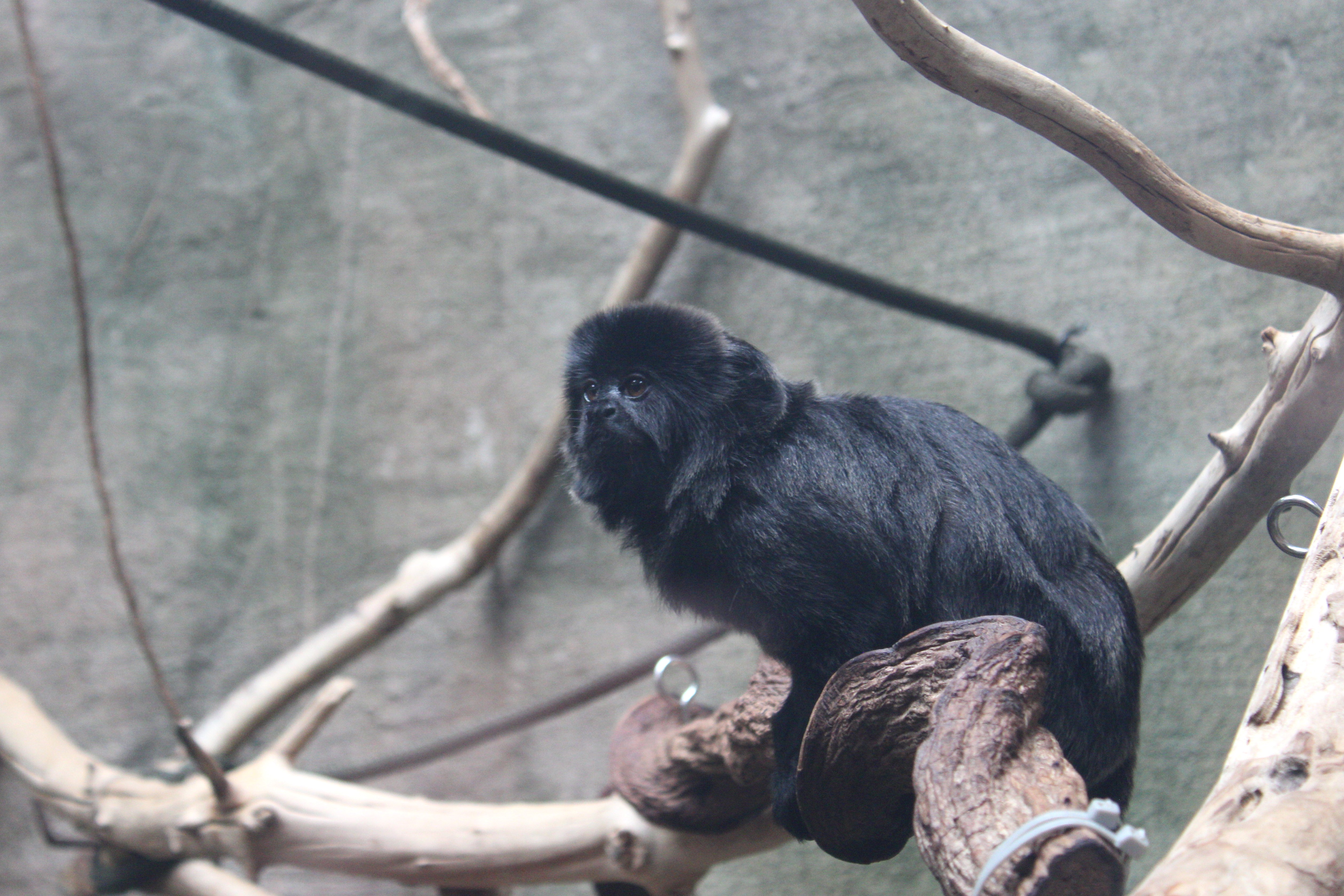 Goeldi's Monkey