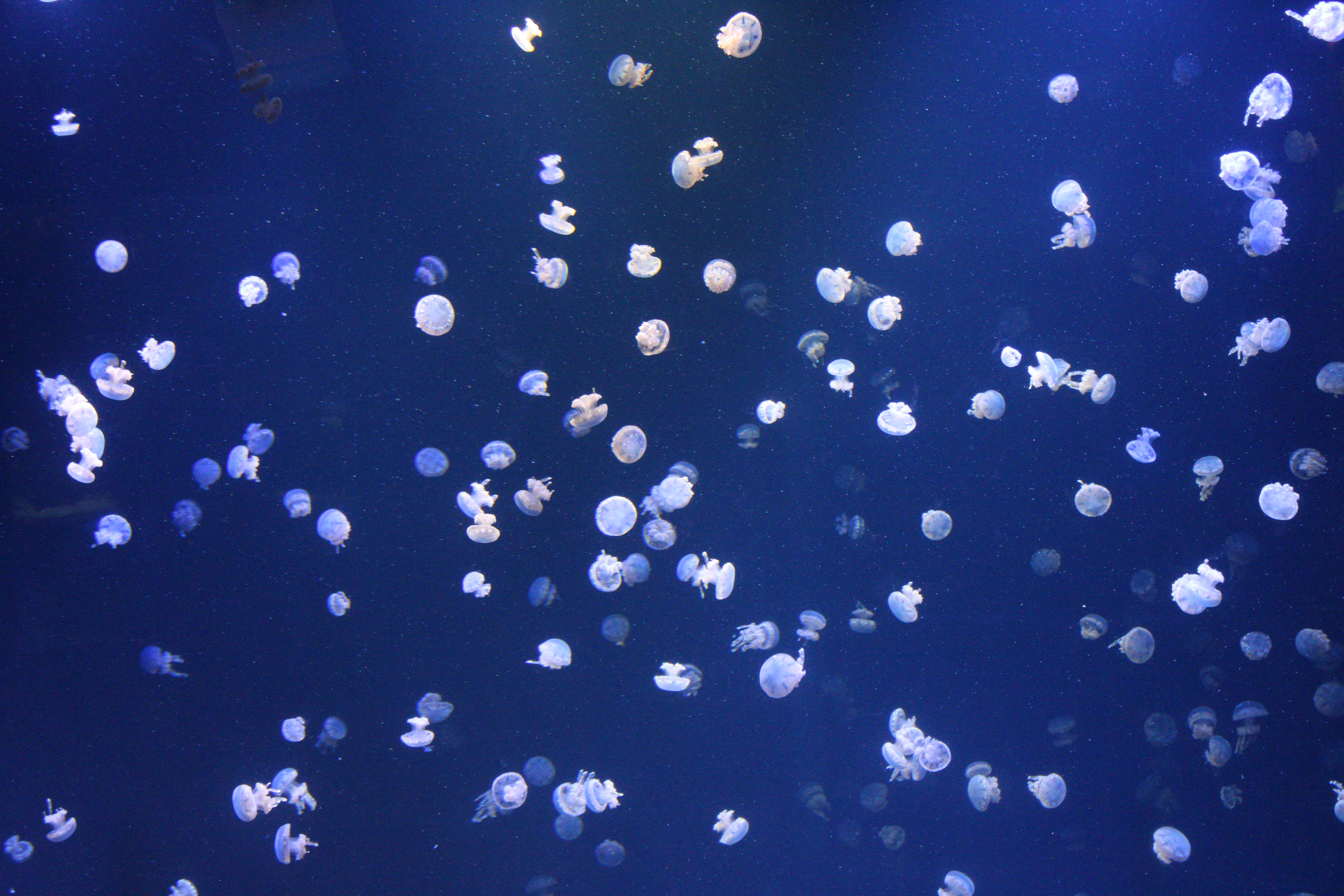 Moon Jelly