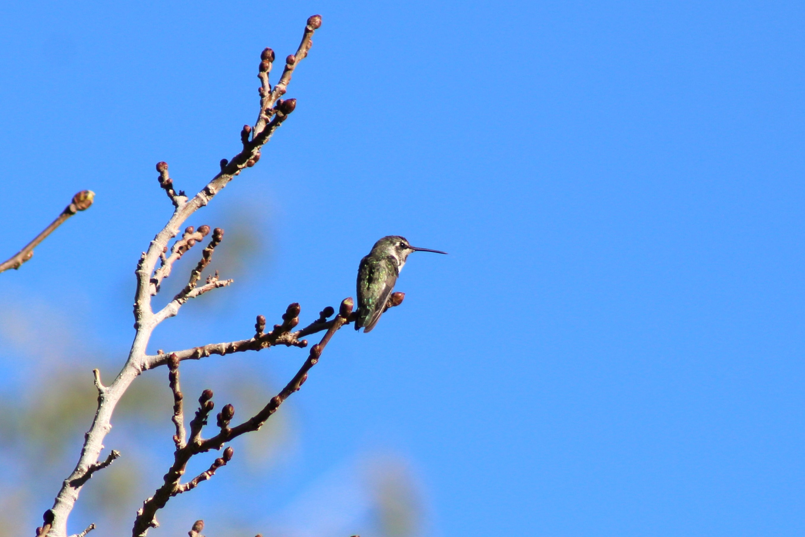 Anna's Hummingbird