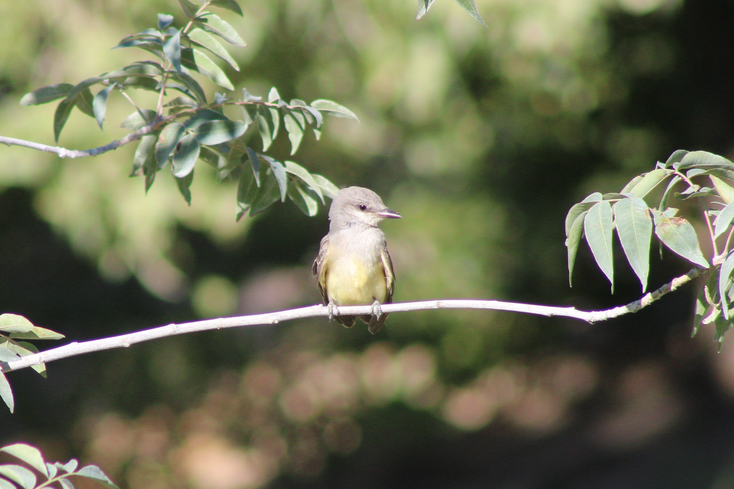 Western Kingbird