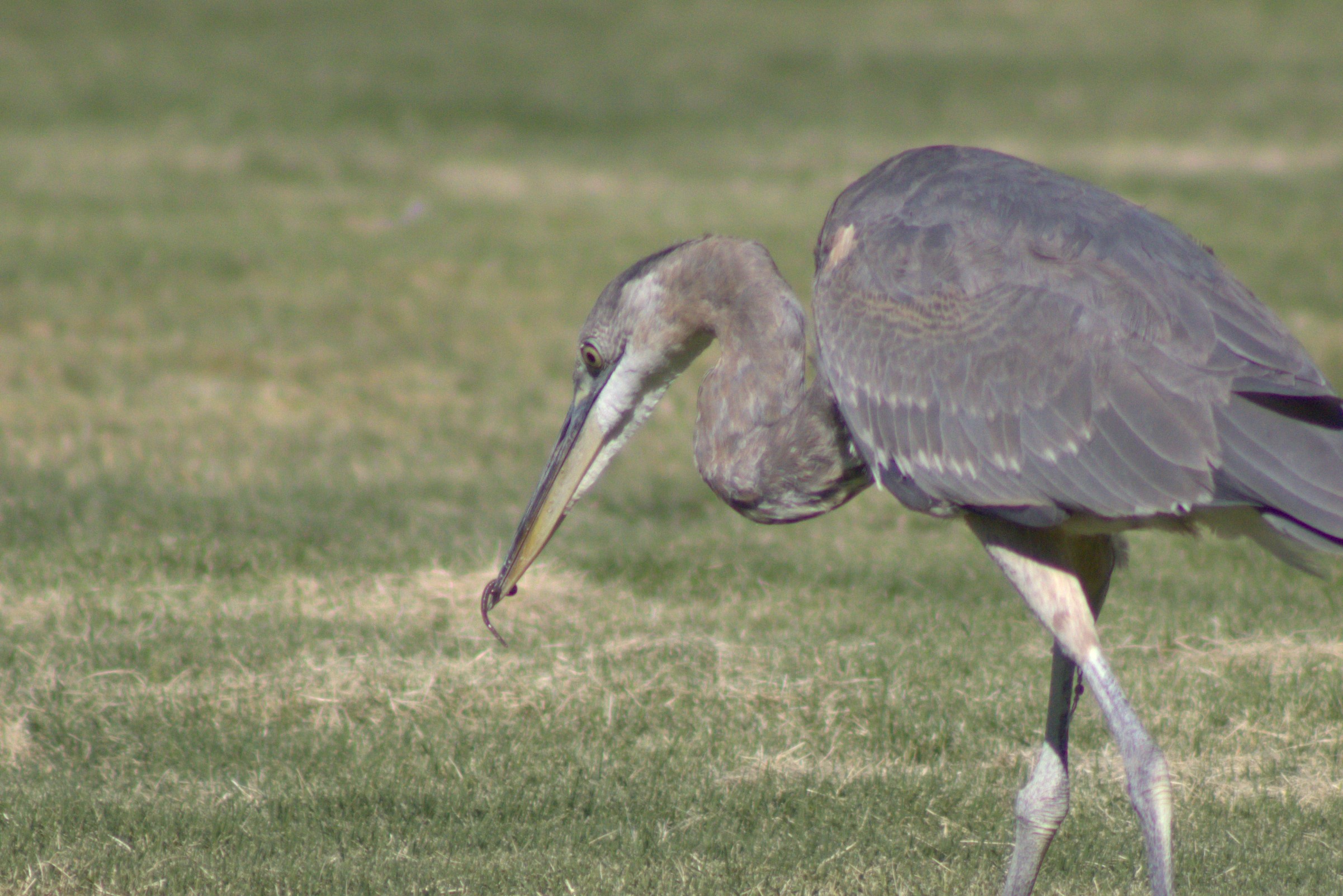 Great Blue Heron