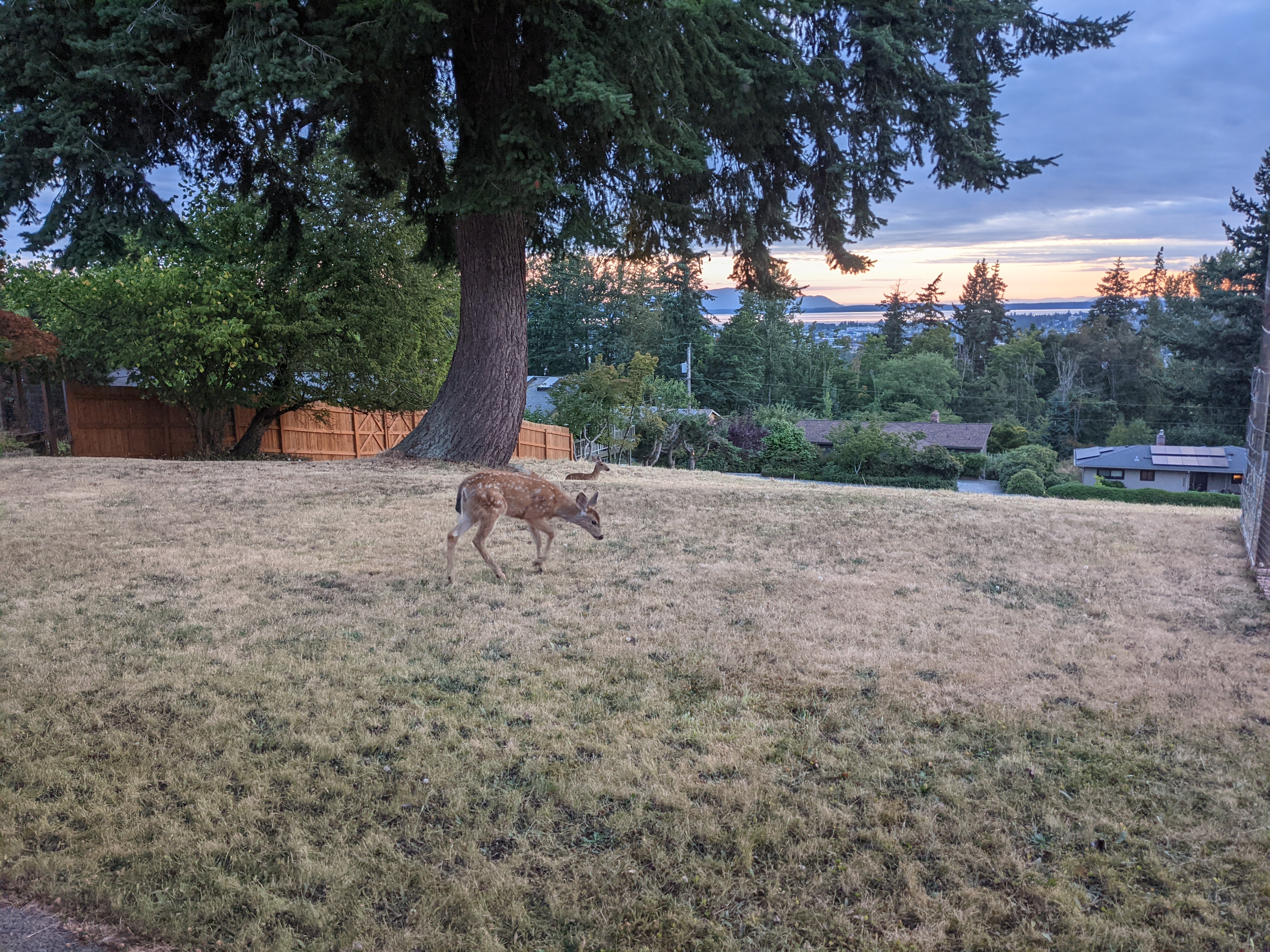 unidentified deer