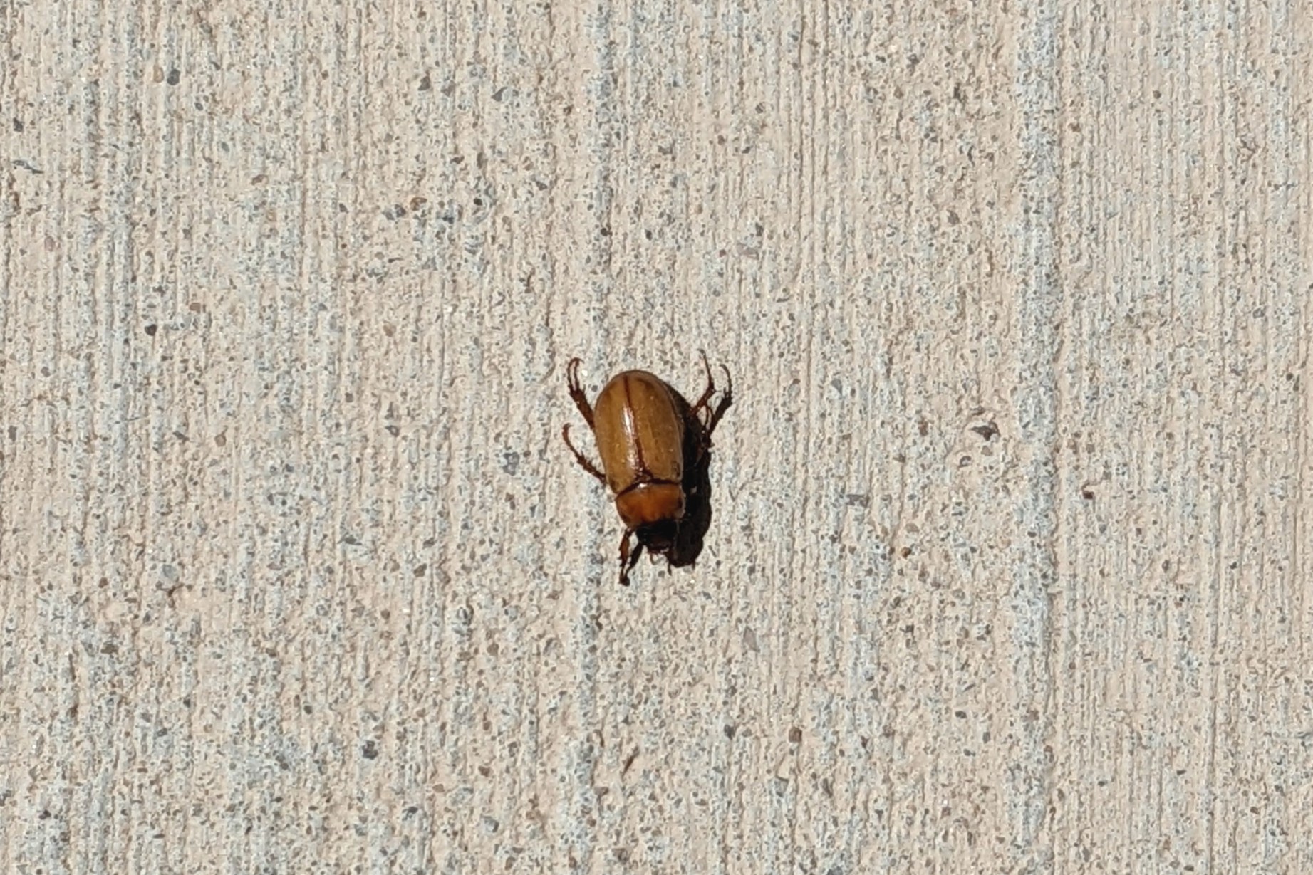 unidentified insect