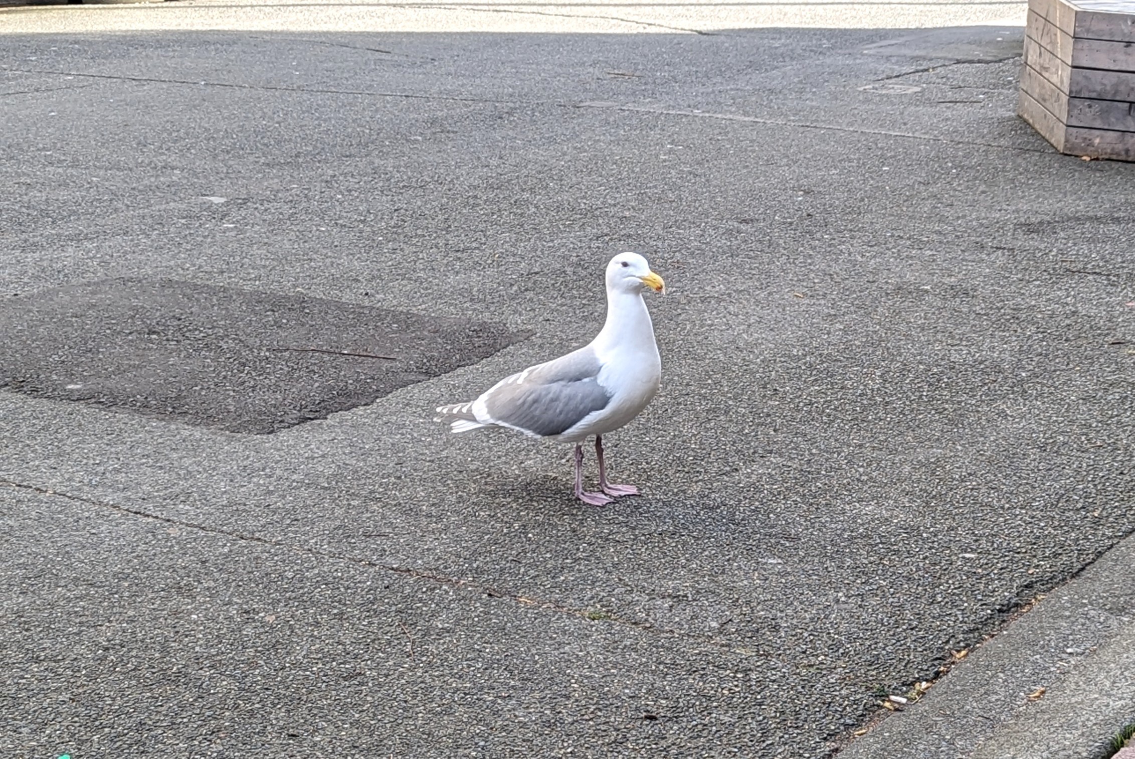 unidentified gull