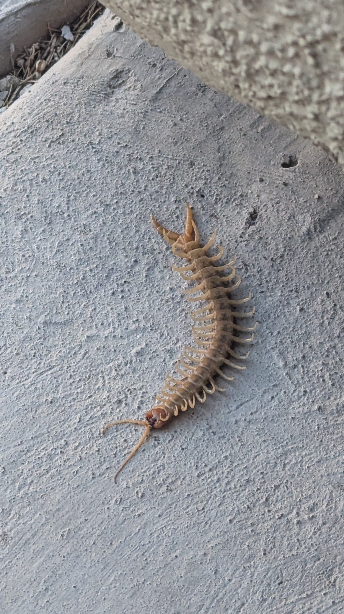 Common Desert Centipede