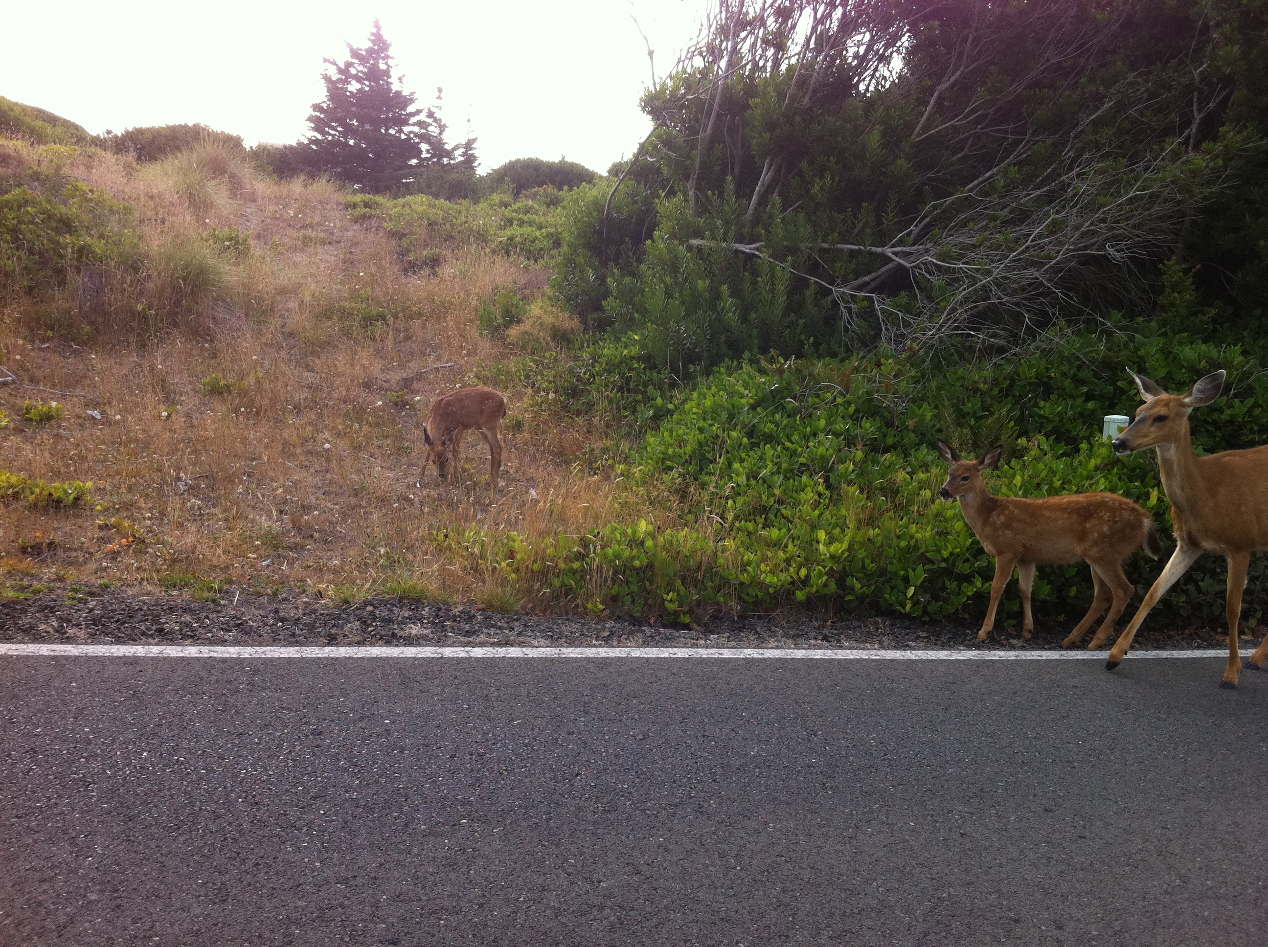 Columbian Black-tailed Deer