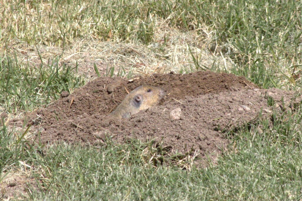 Fulvous Pocket Gopher