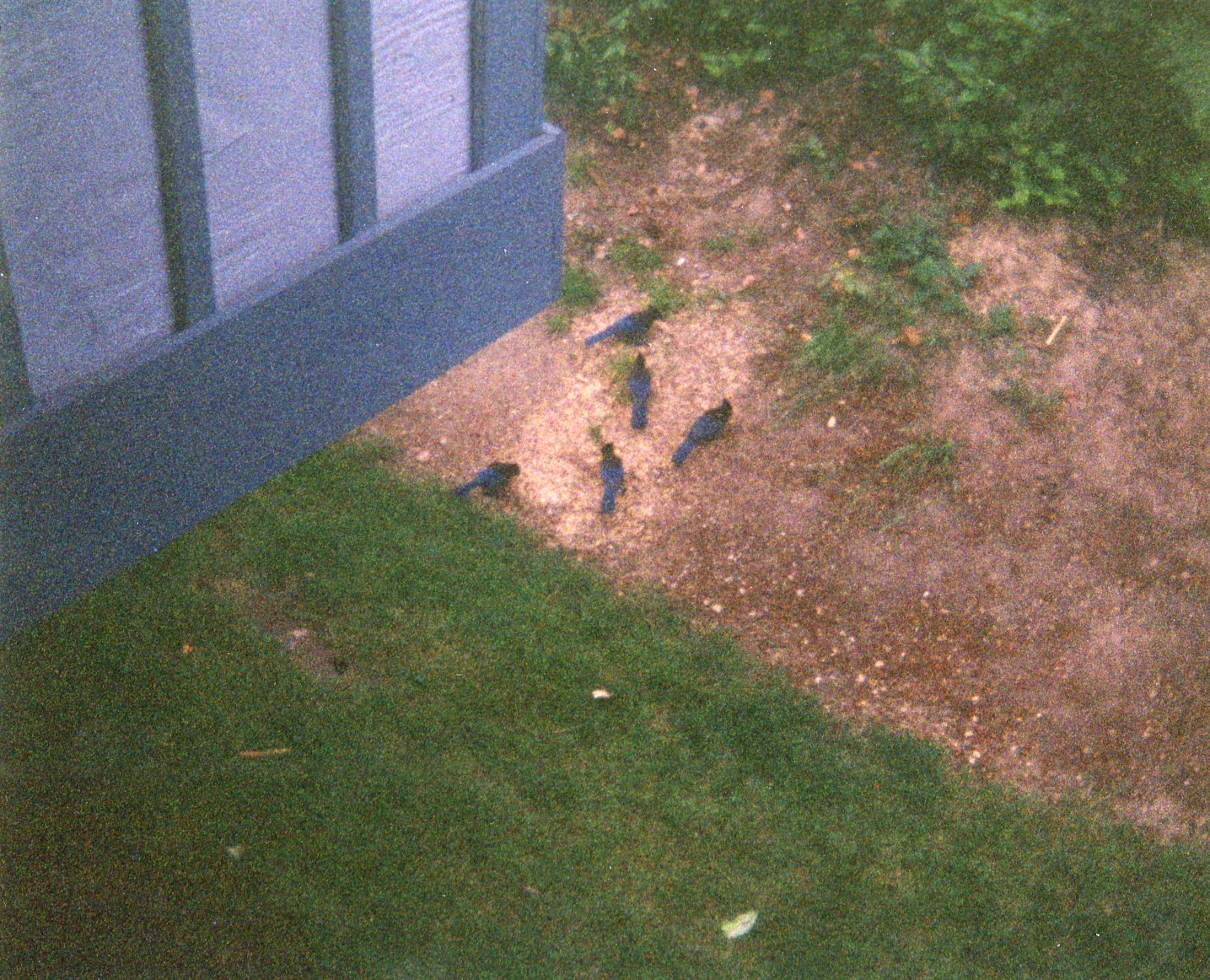 my earliest bird photo: a family of Stellar's Jays. Circa 2006. Digitized in 2021