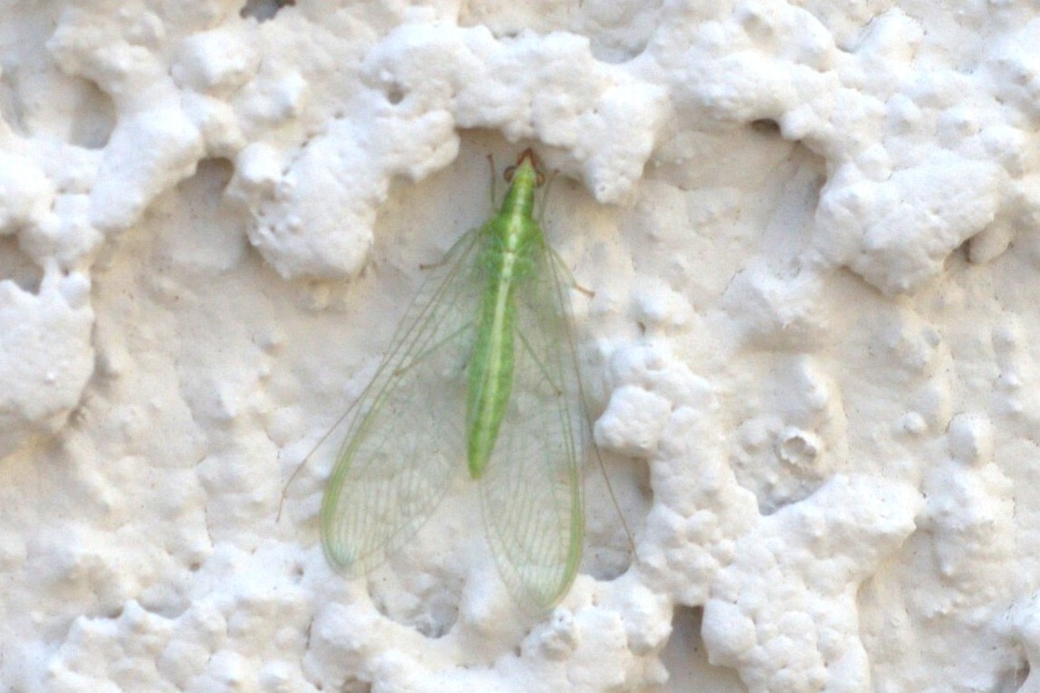 Comanche Green Lacewing