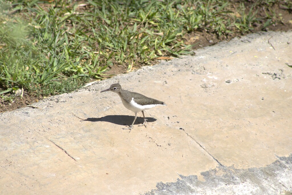 Spotted Sandpiper