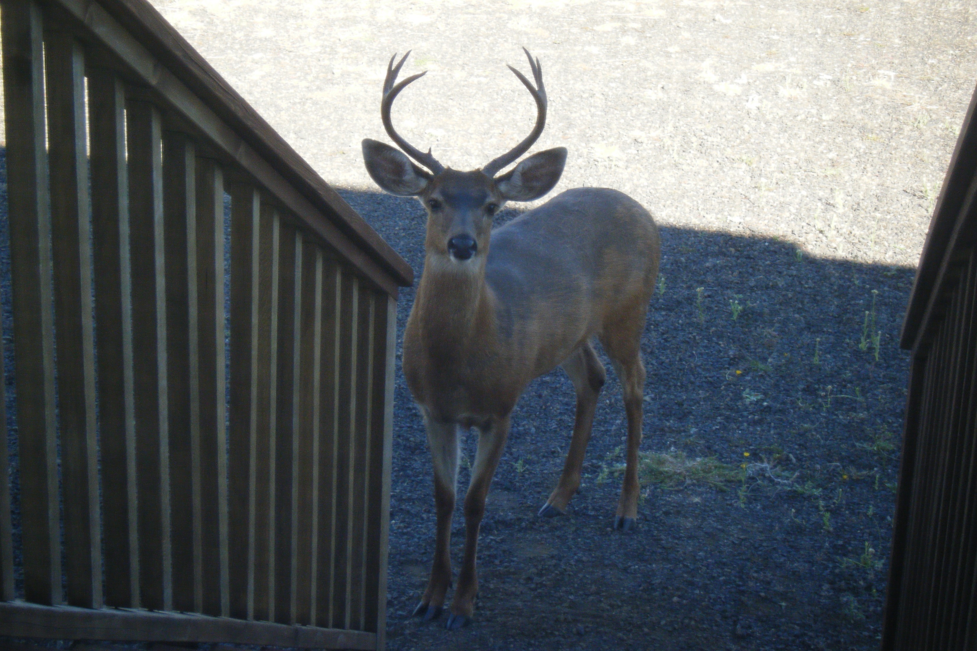 Columbian Black-tailed Deer