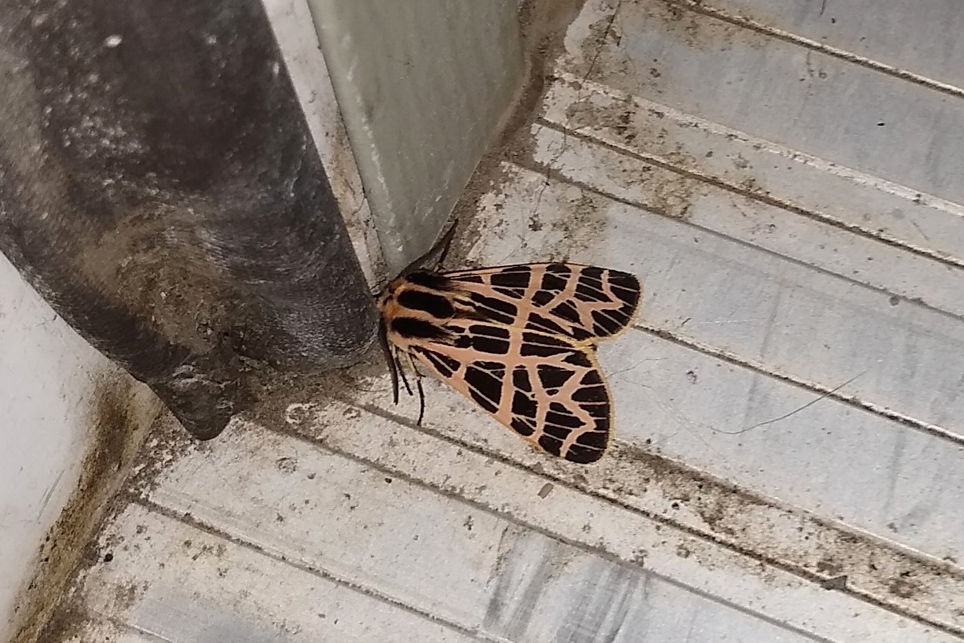 Ornate Tiger Moth