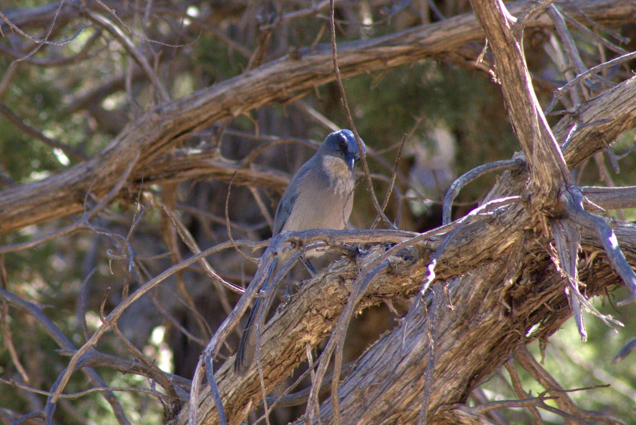 Woodhouse's Scrub-Jay
