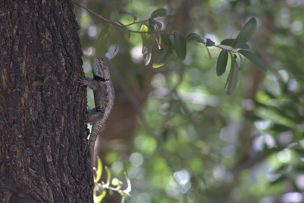 Yellow-backed Spiny Lizard